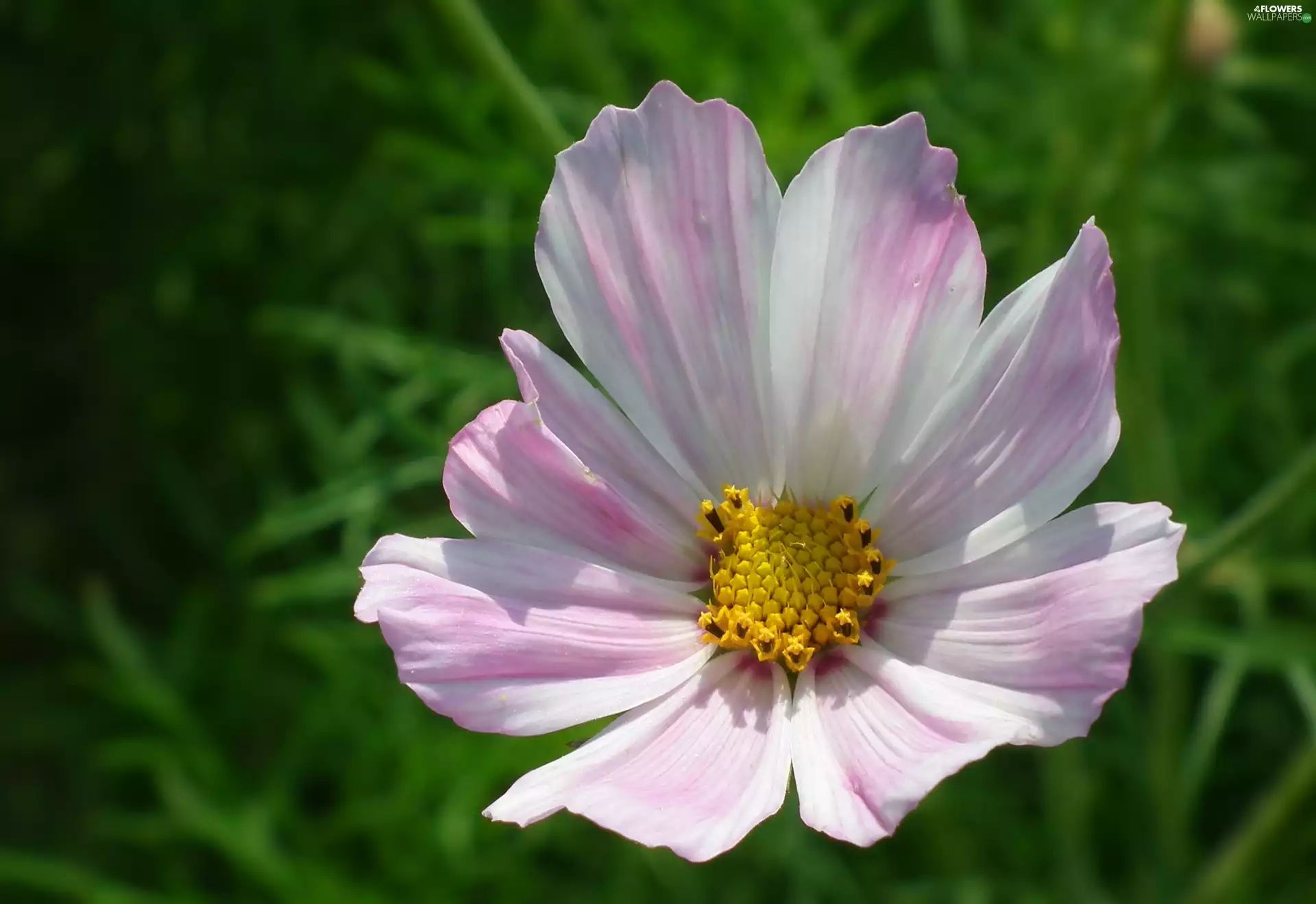 Cosmos, nature, Colourfull Flowers