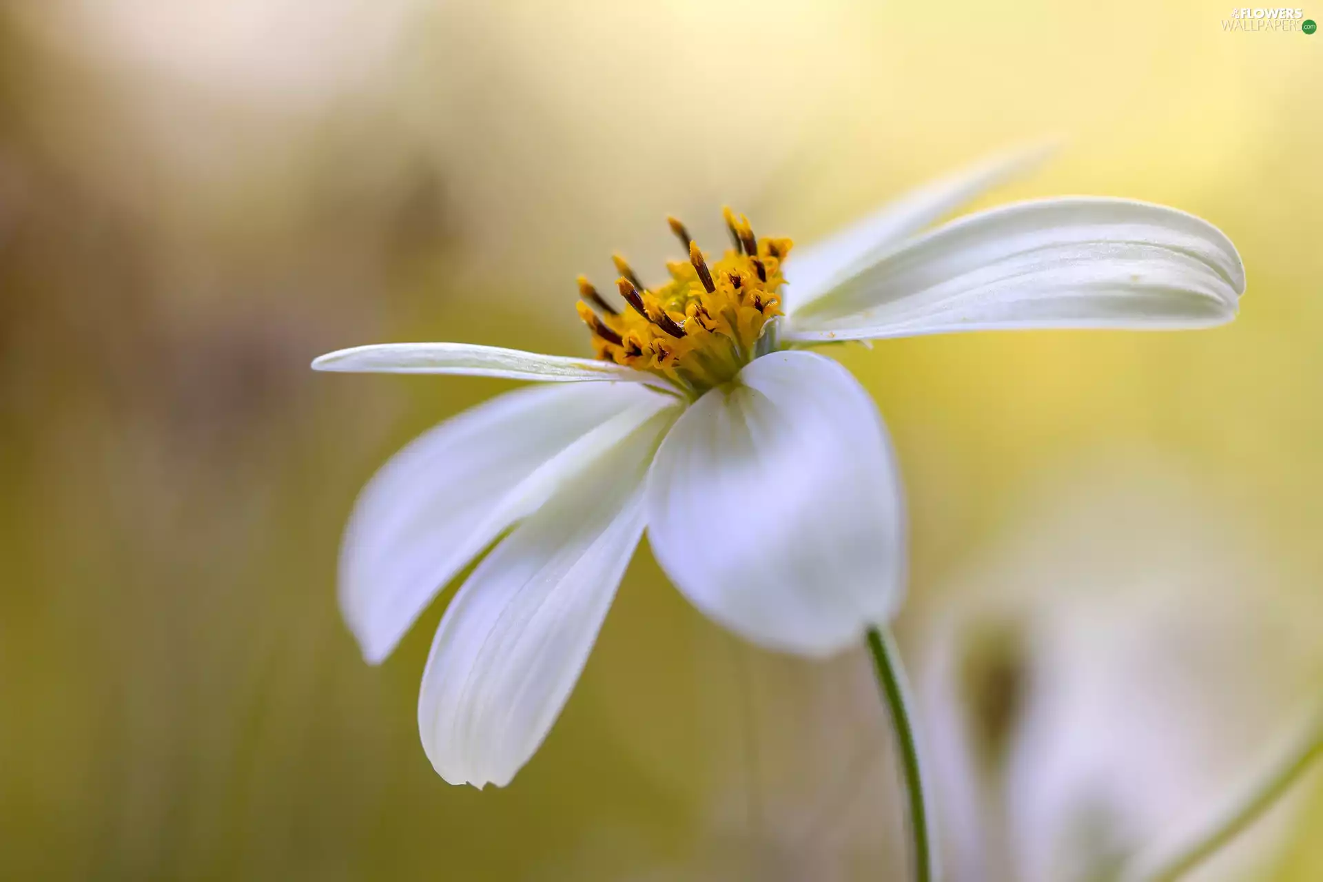 Cosmos, White, Colourfull Flowers