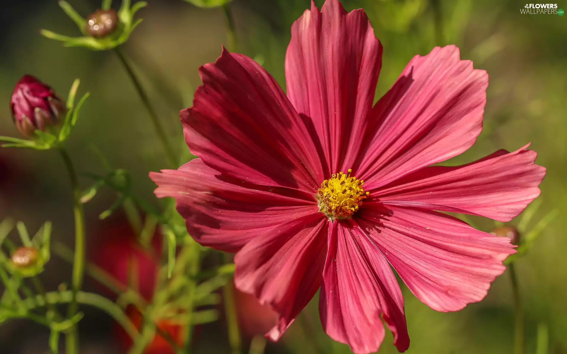 Colourfull Flowers, Cosmos, Buds, Red