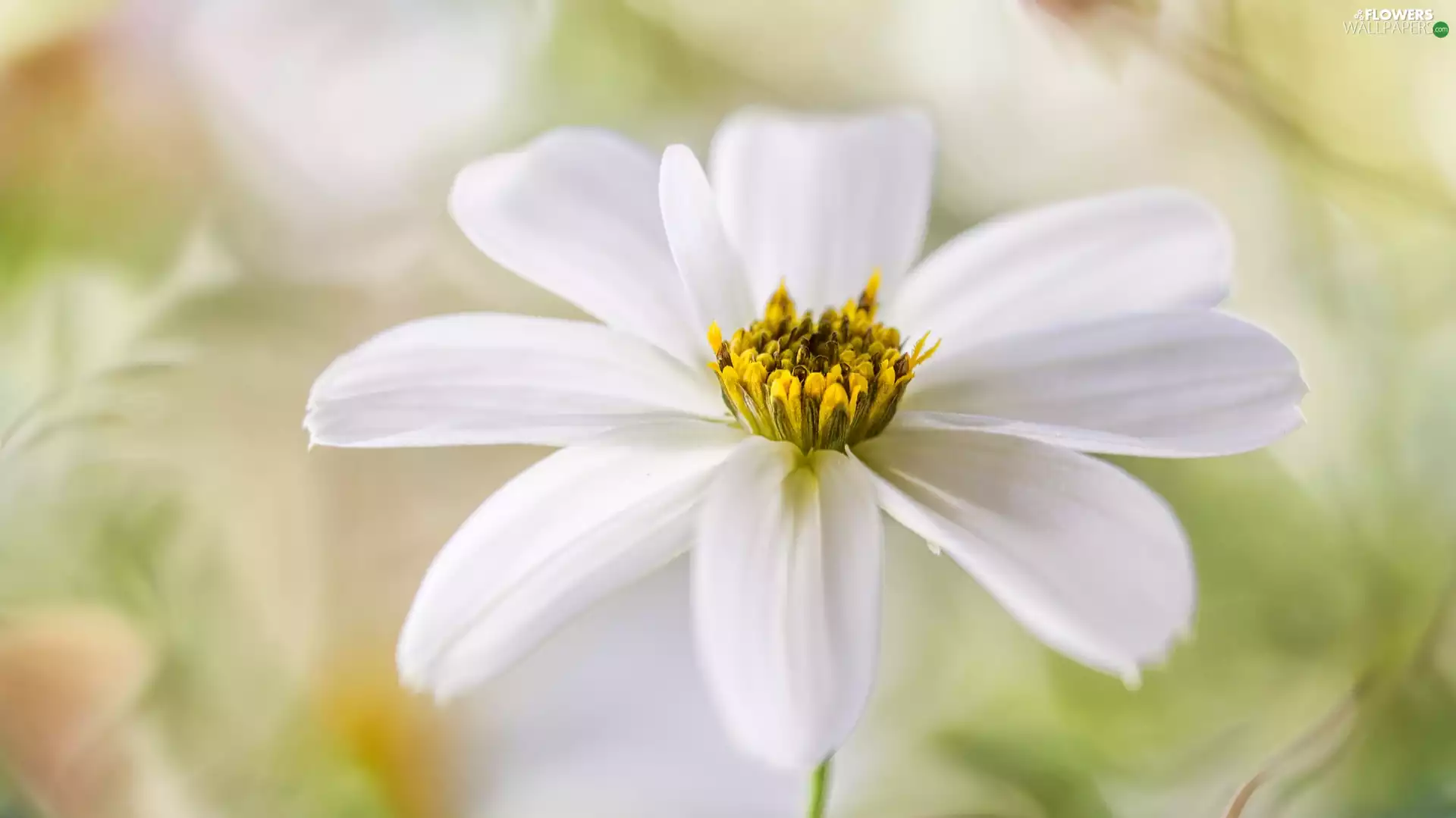 Colourfull Flowers, Cosmos, Close, White