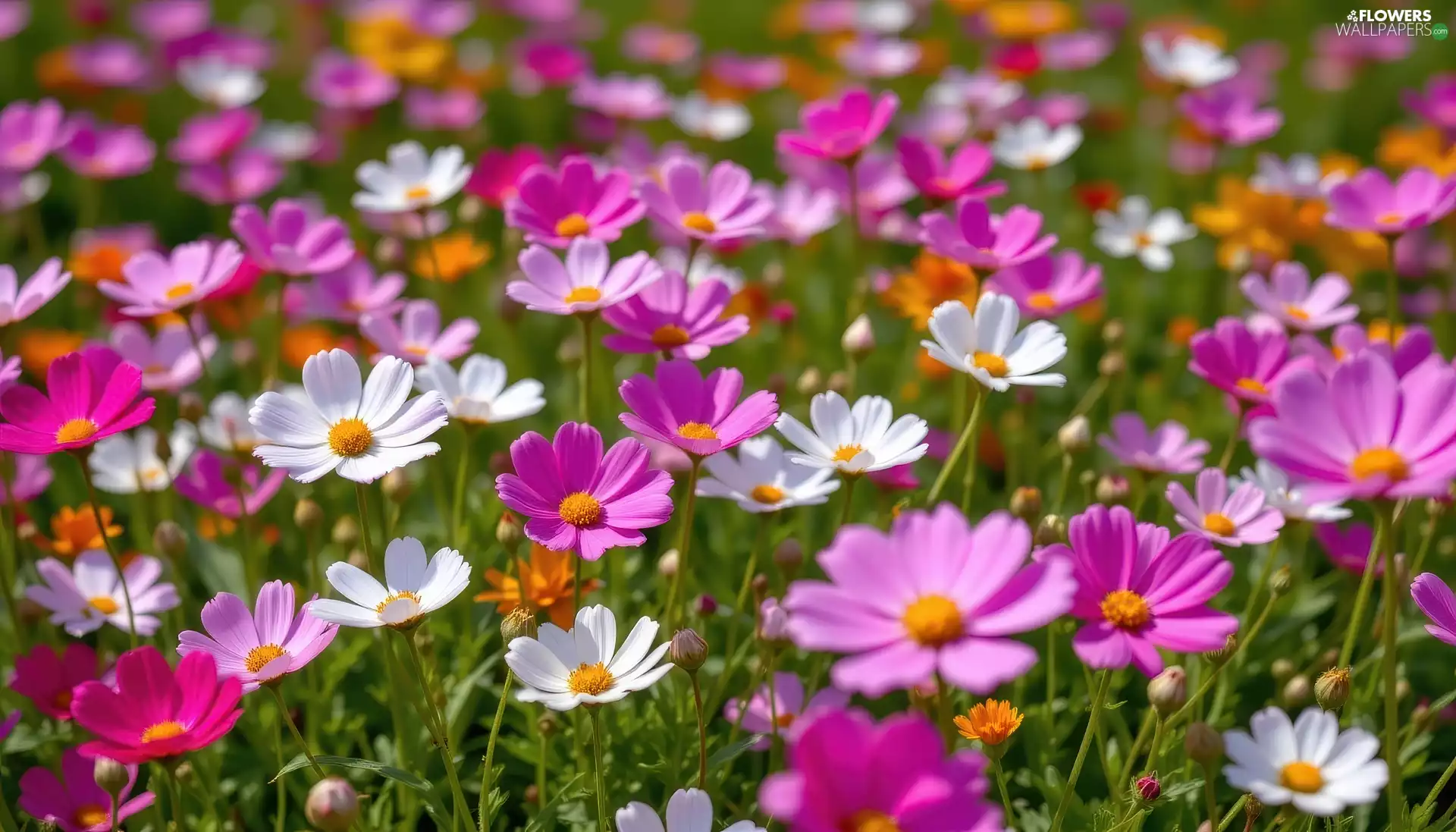 Cosmos, Pink, White, Flowers