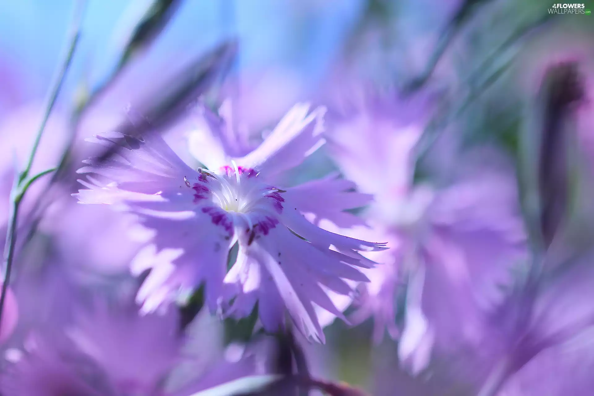 Colourfull Flowers, Cottage Pink, Pink