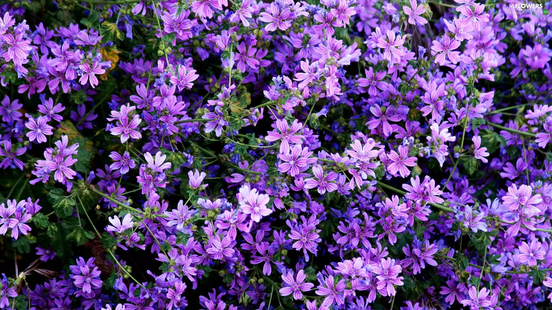 Flowers, Wood Cranesbill
