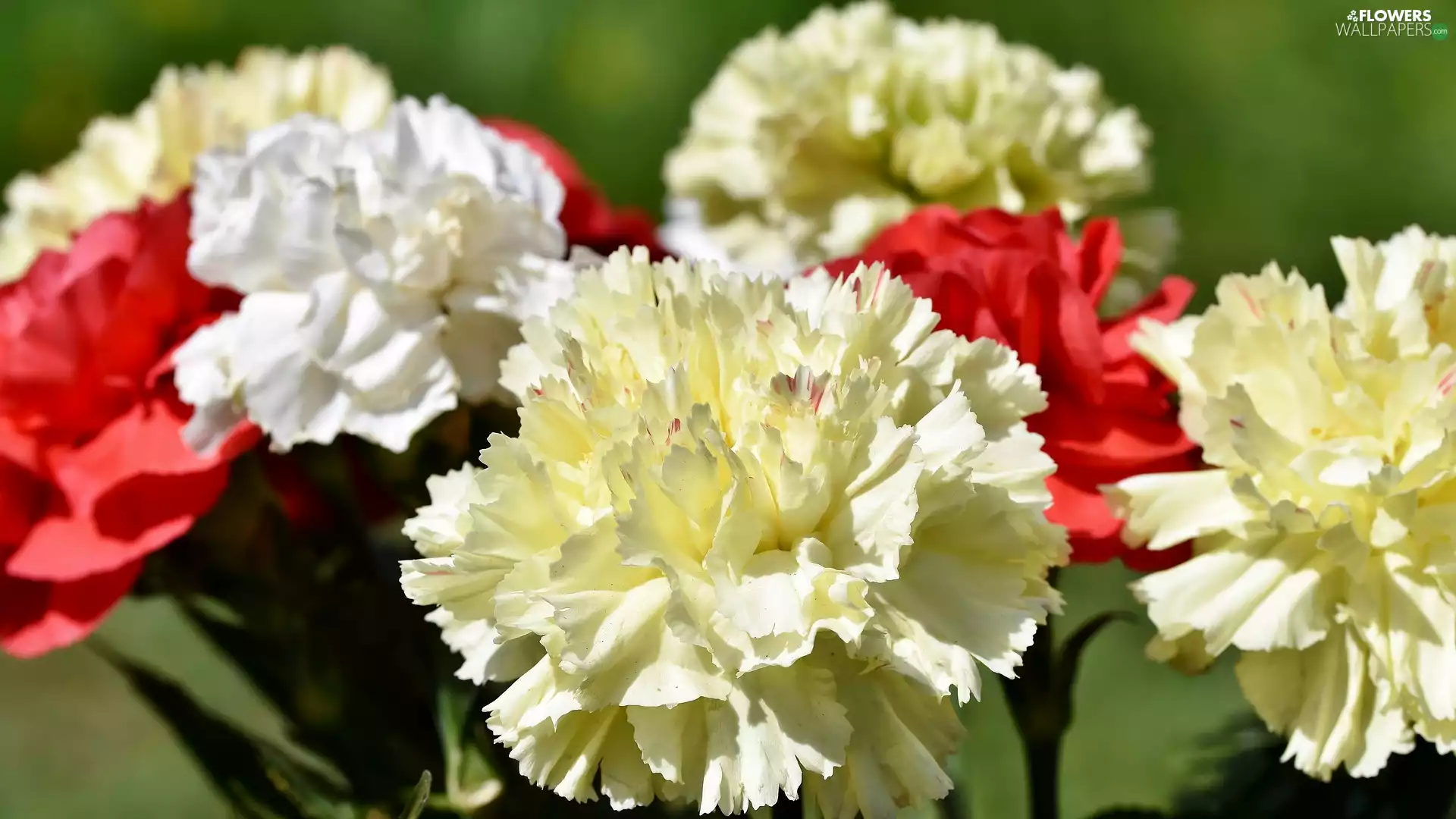 White, Flowers, cream, Red, cloves