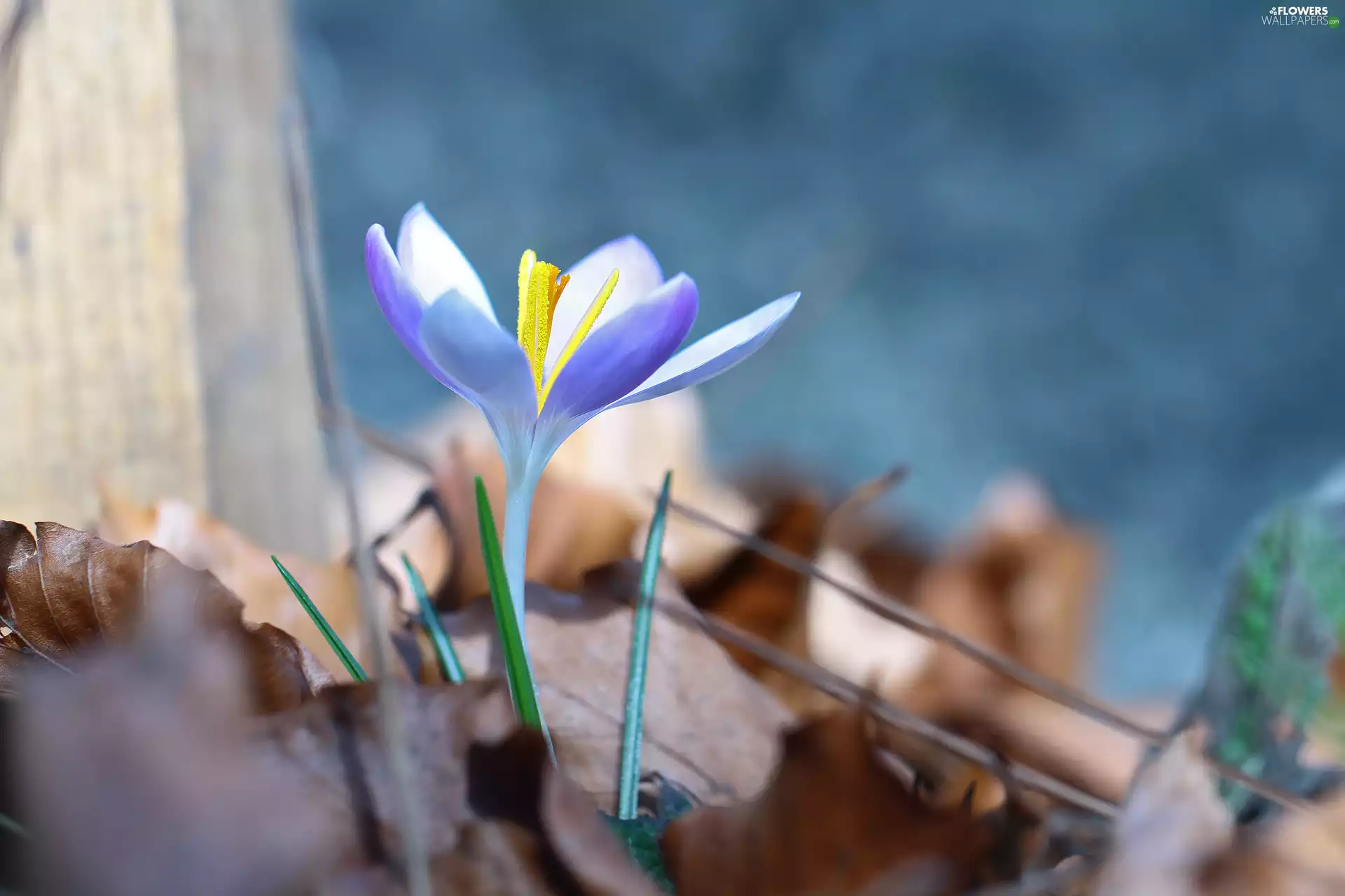 crocus, Violet, Colourfull Flowers