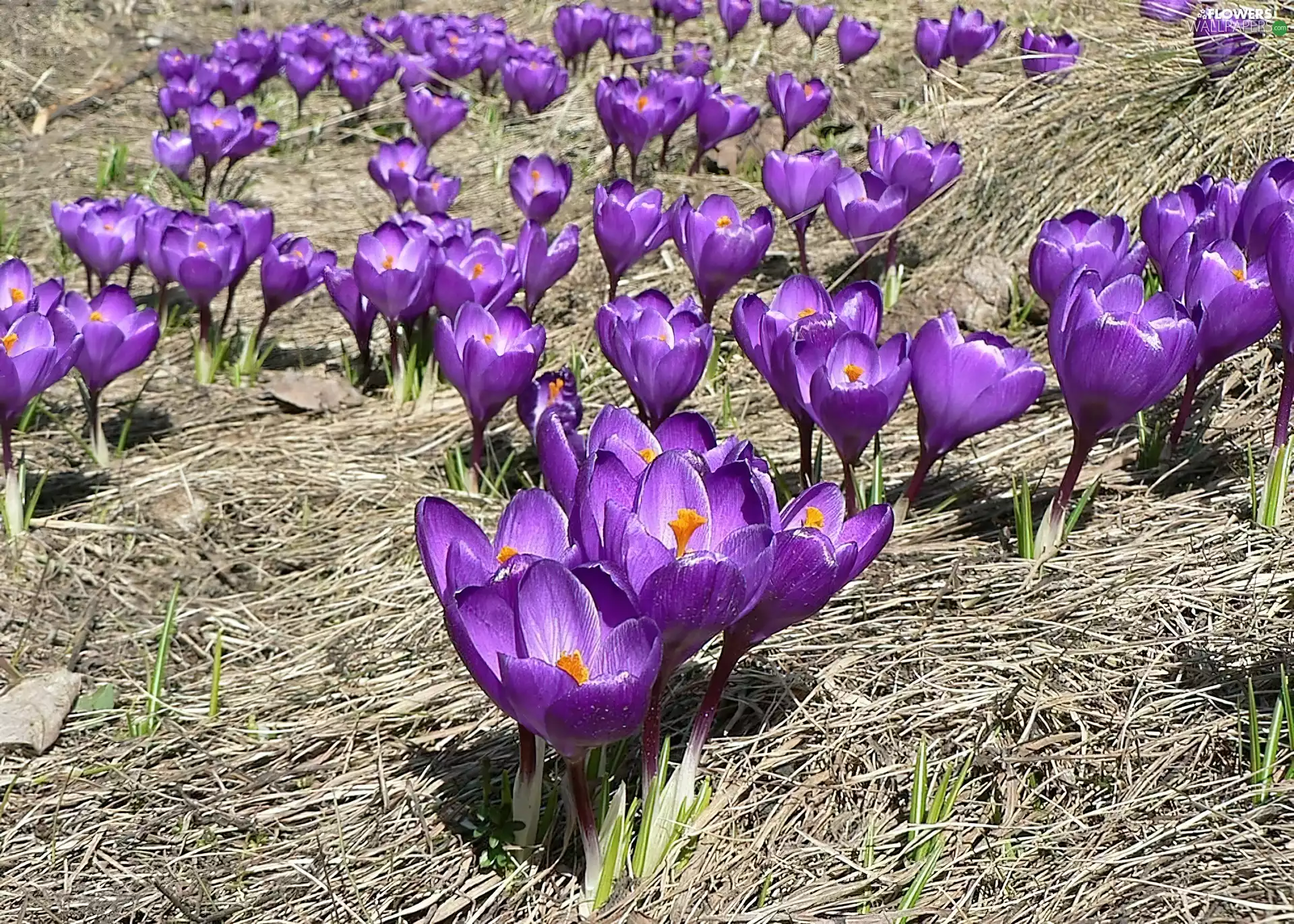 Flowers, crocuses