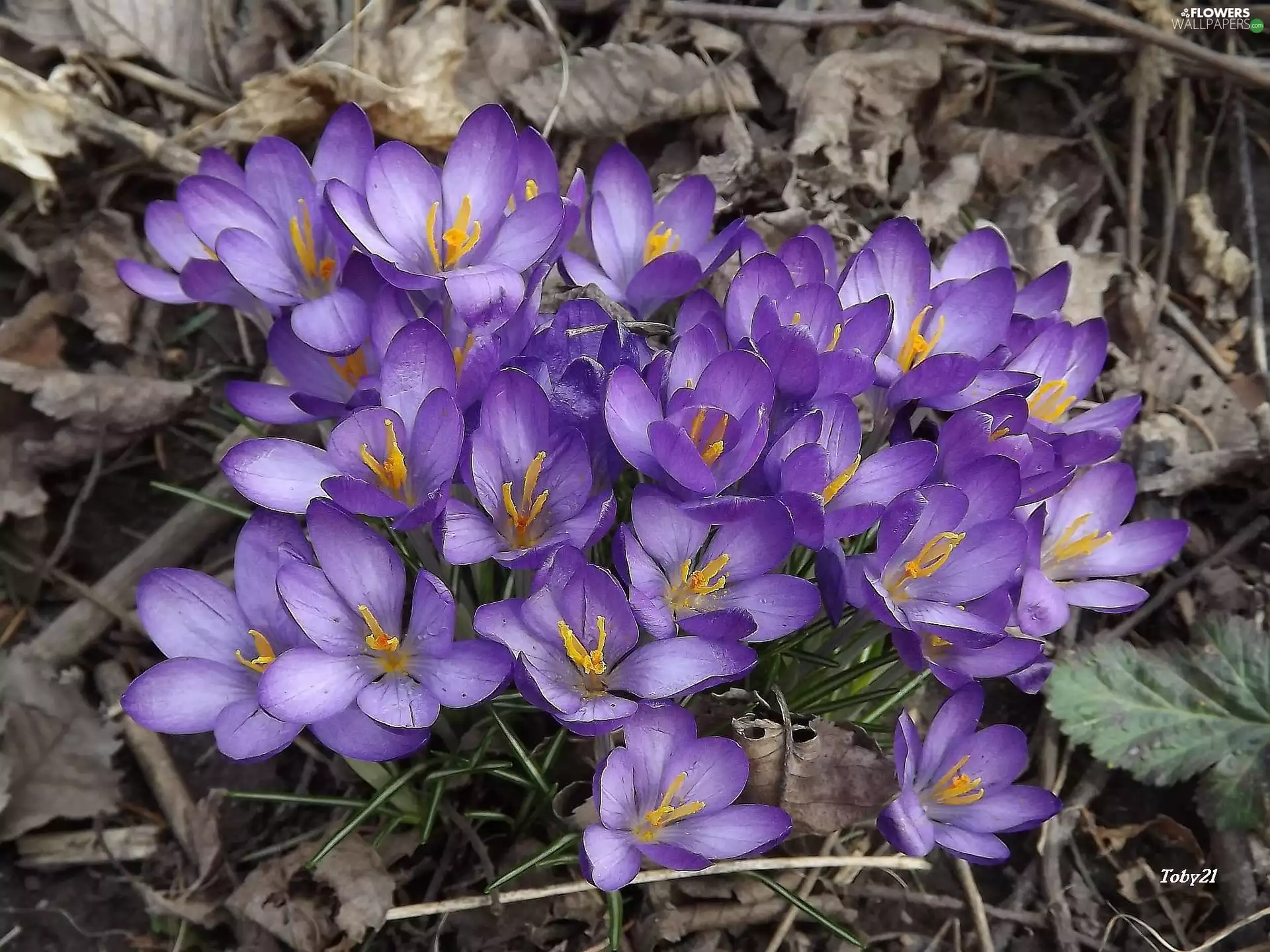 Flowers, crocuses