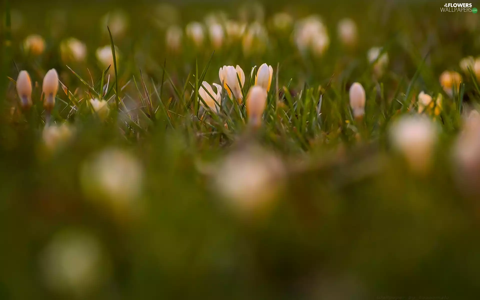 Flowers, crocuses