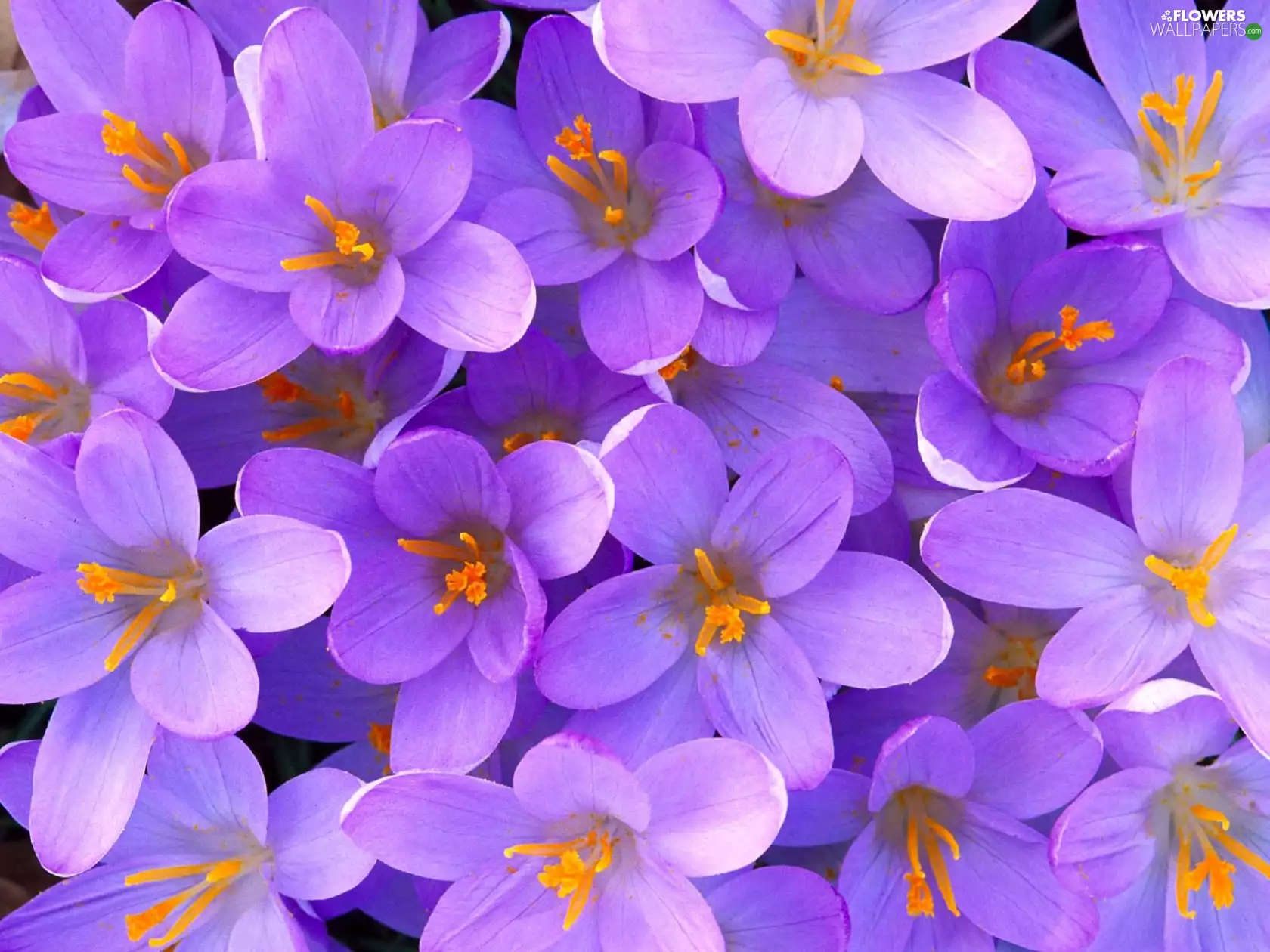 Flowers, crocuses