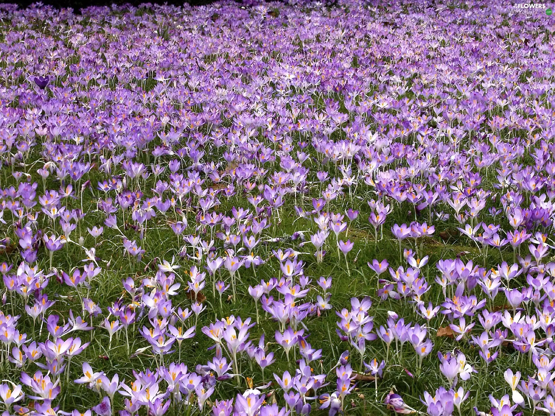 Flowers, crocuses