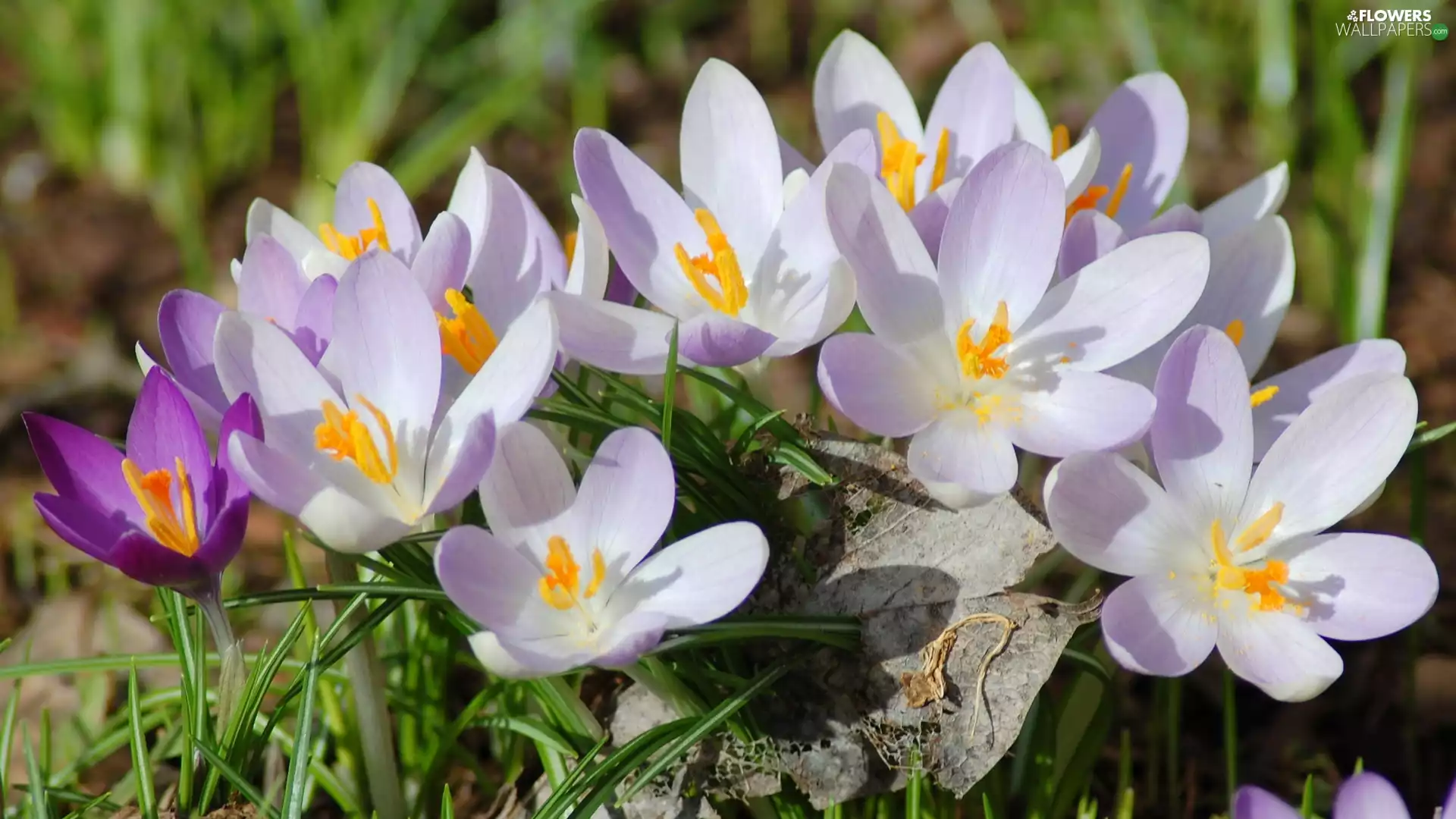 Flowers, crocuses