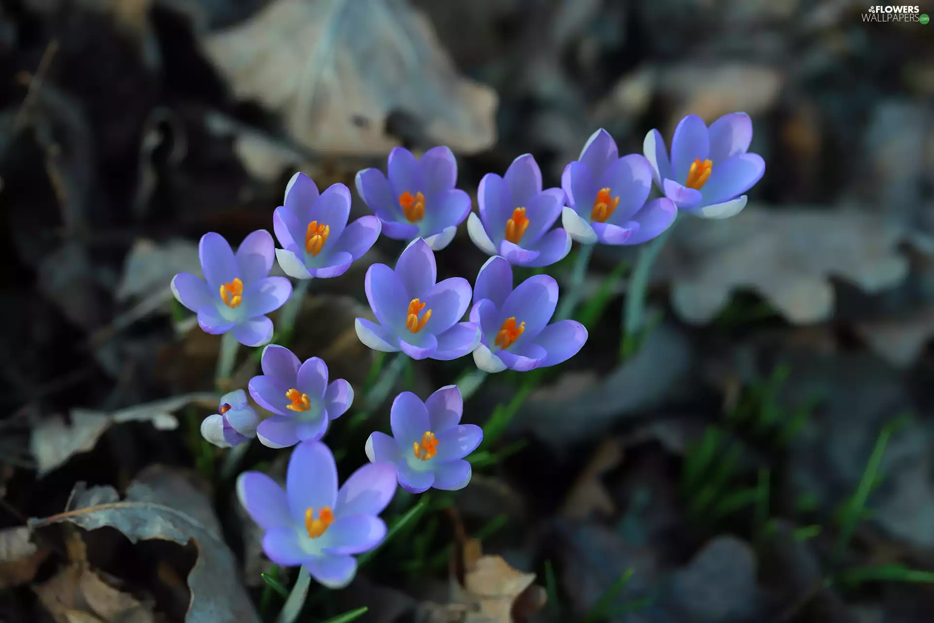 Flowers, Blue, crocuses