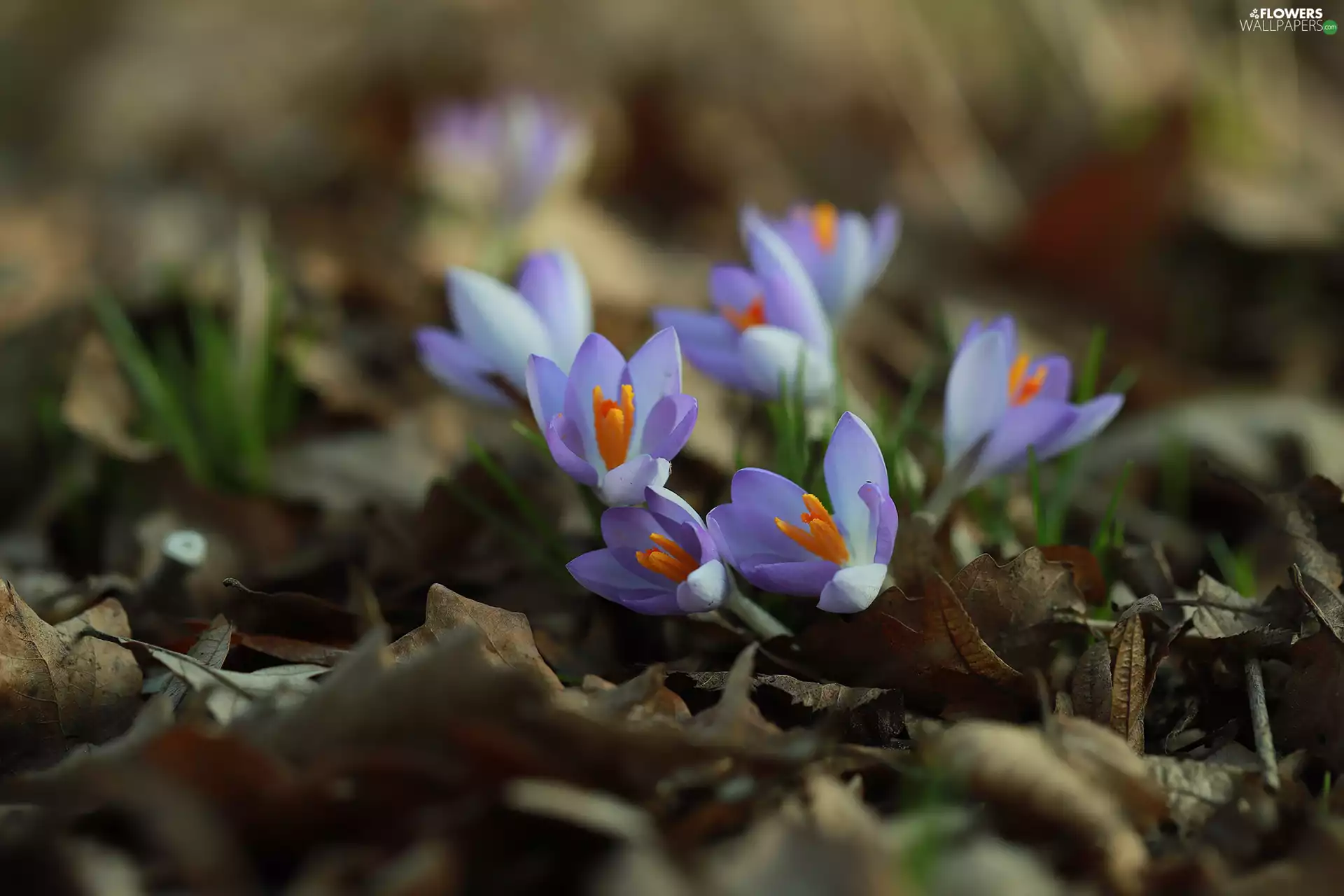 crocuses, dry, Leaf, Flowers