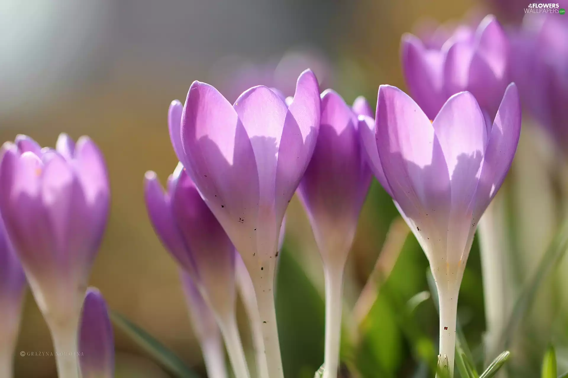 Flowers, lilac, crocuses