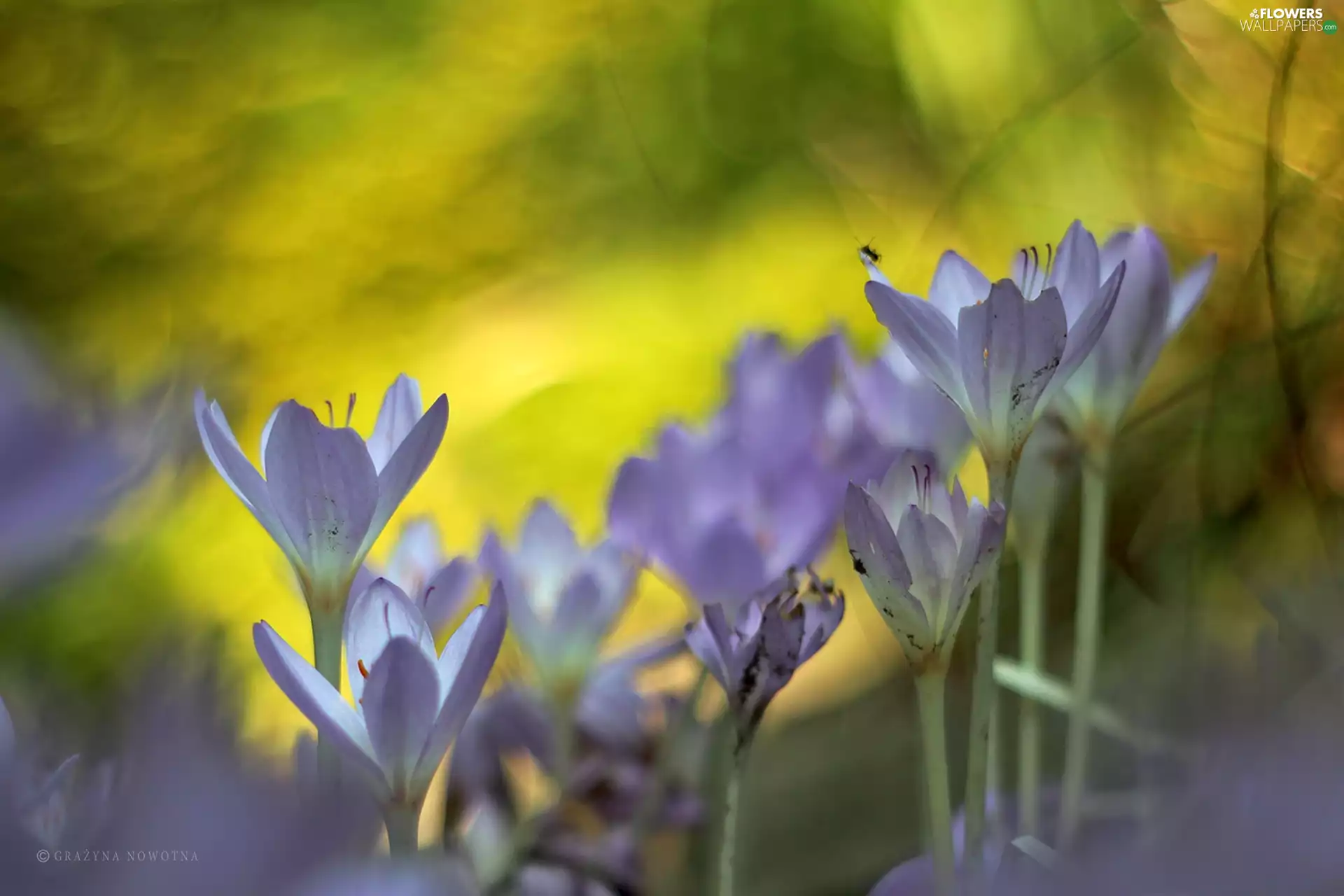 Flowers, lilac, crocuses