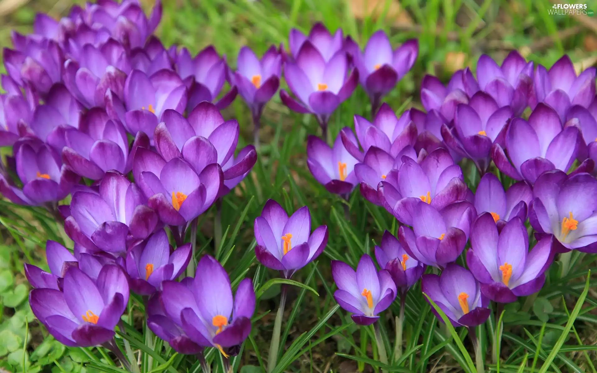 crocuses, purple, Meadow, Flowers