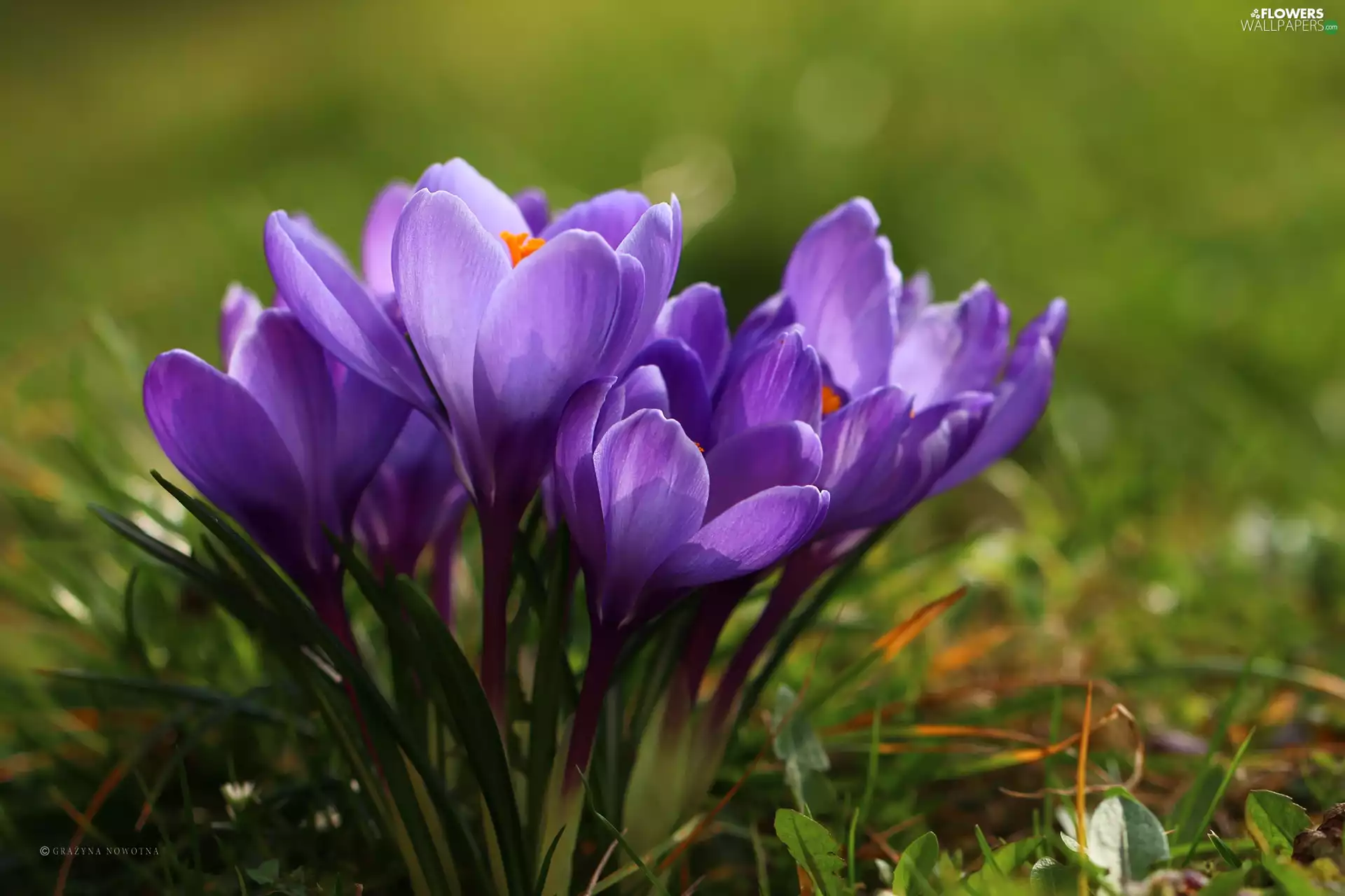 Flowers, purple, crocuses