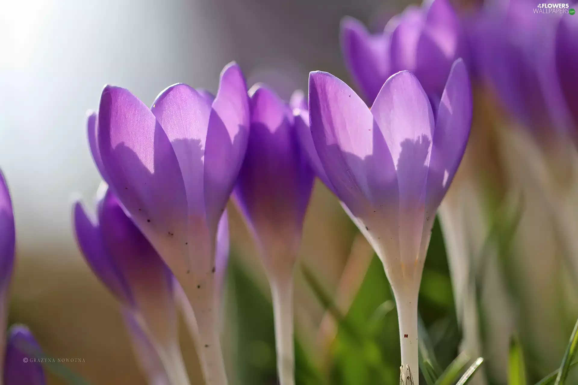 Flowers, purple, crocuses