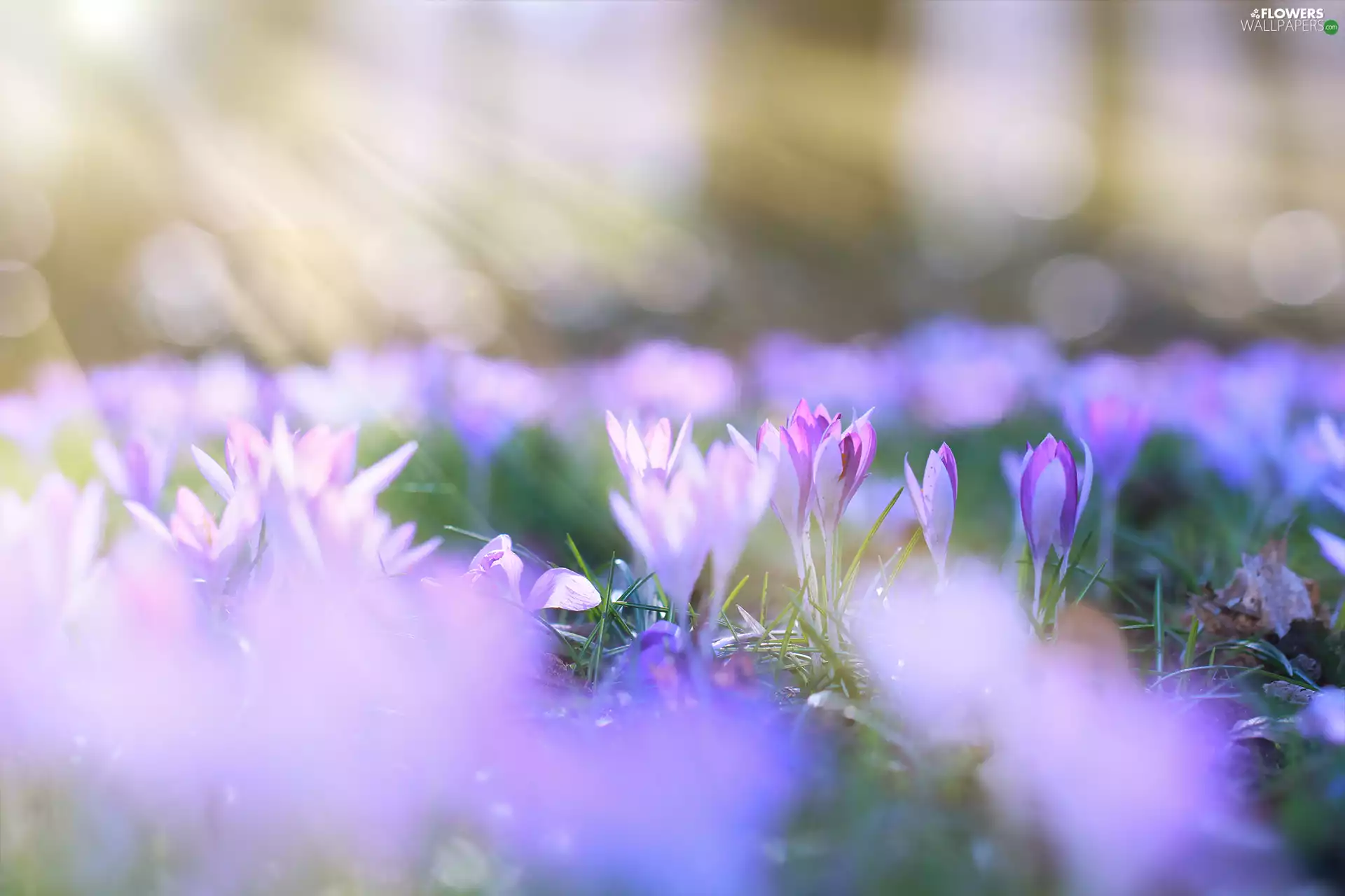 Flowers, purple, crocuses