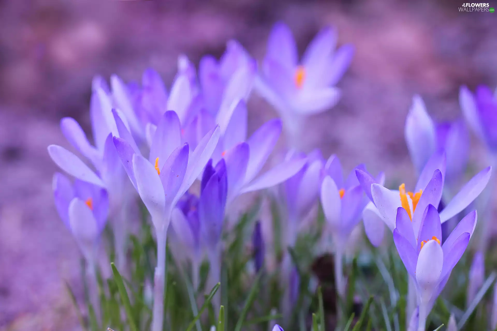 Flowers, purple, crocuses