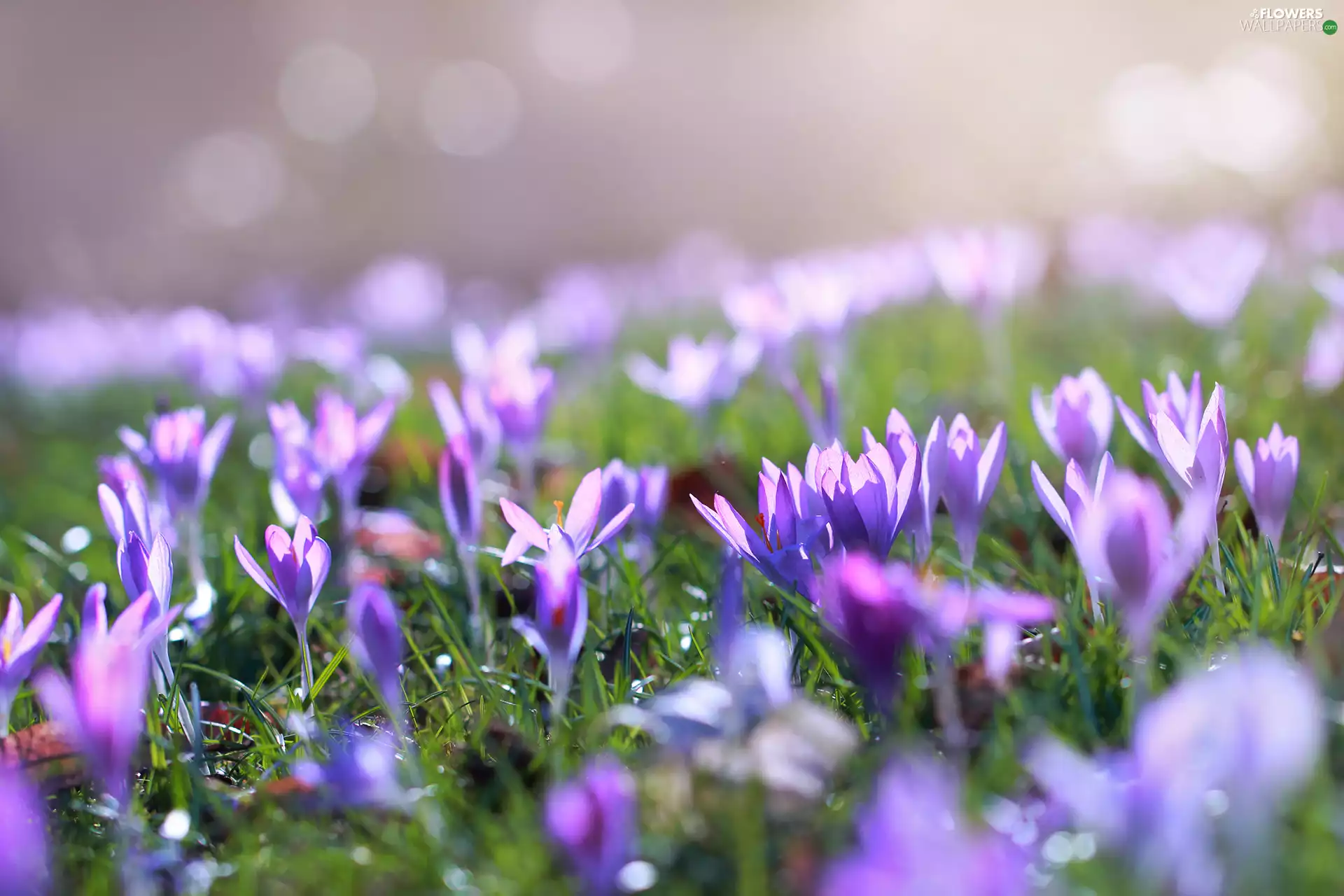 Flowers, purple, crocuses