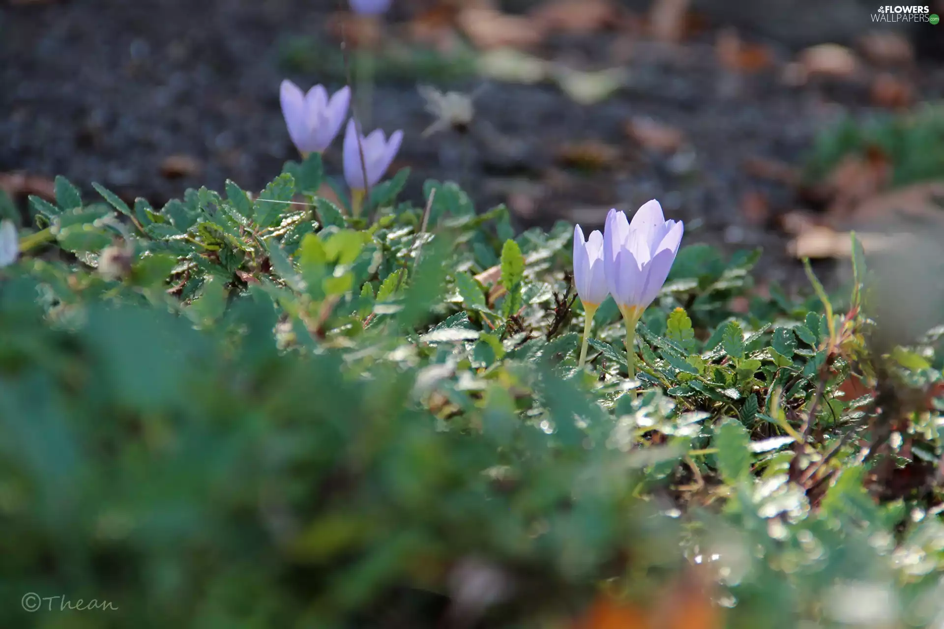 Flowers, purple, crocuses