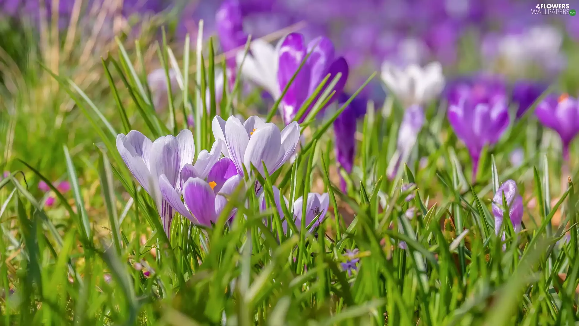 crocuses, Light Purple, Flowers