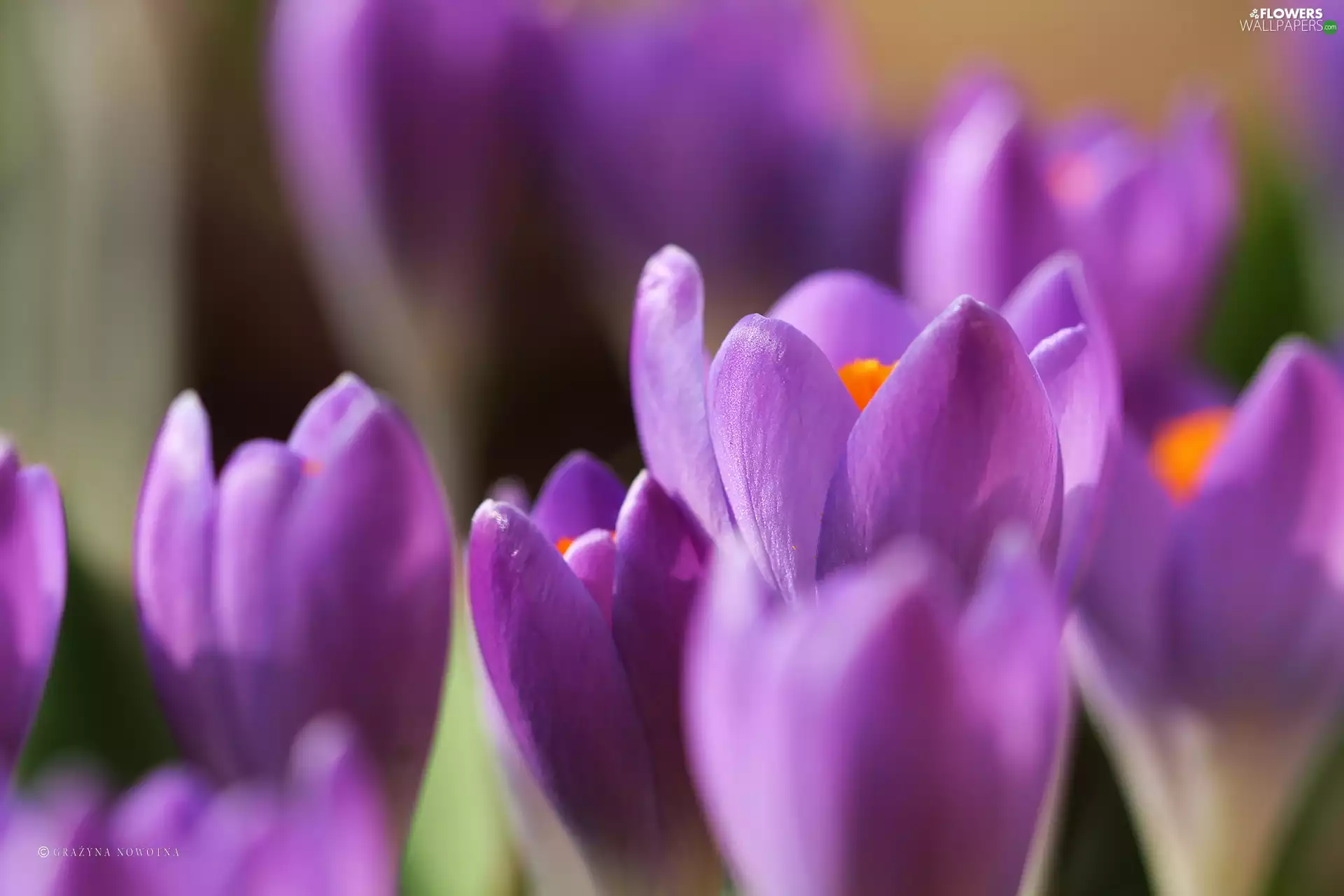 Flowers, purple, crocuses