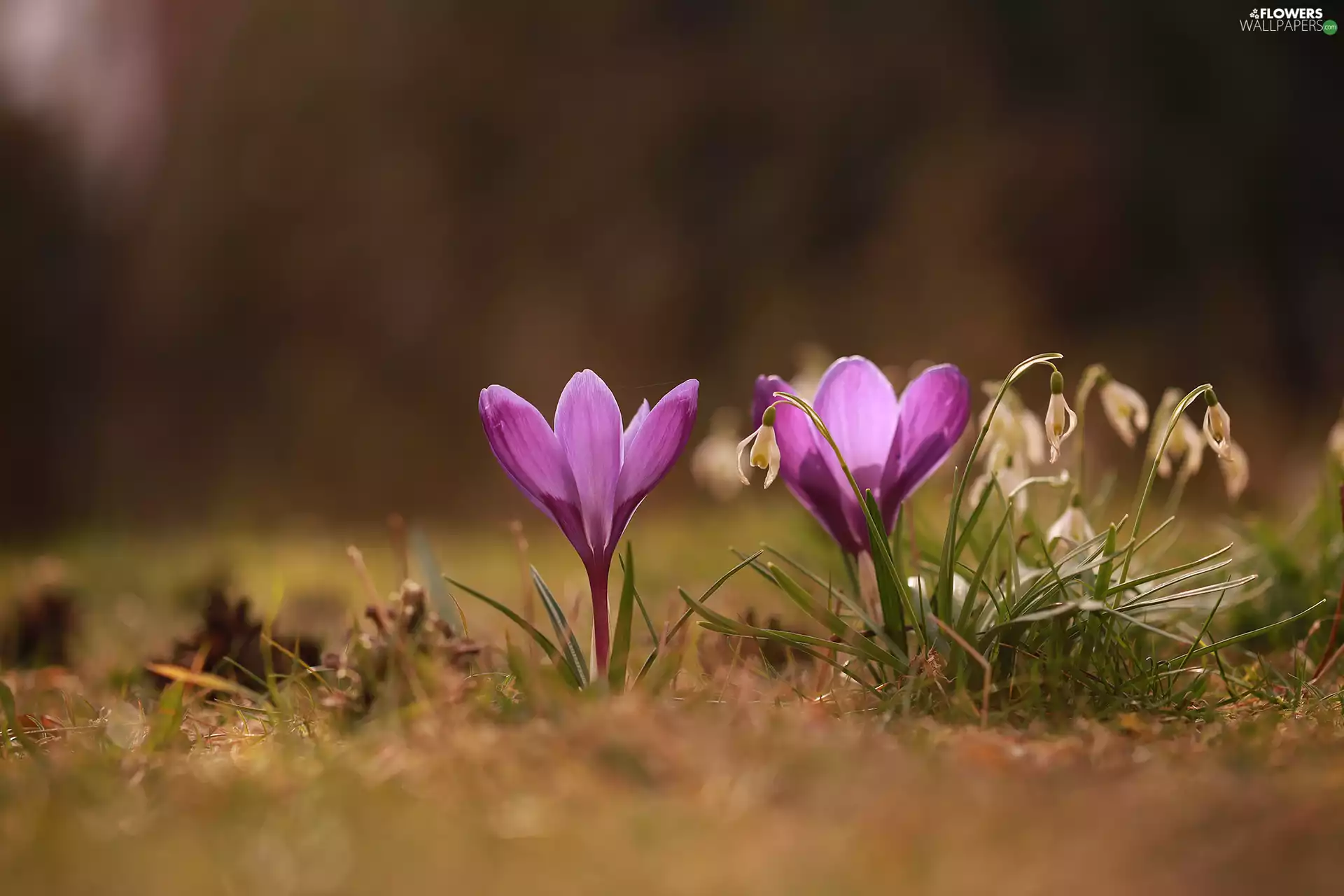 Flowers, snowdrops, crocuses