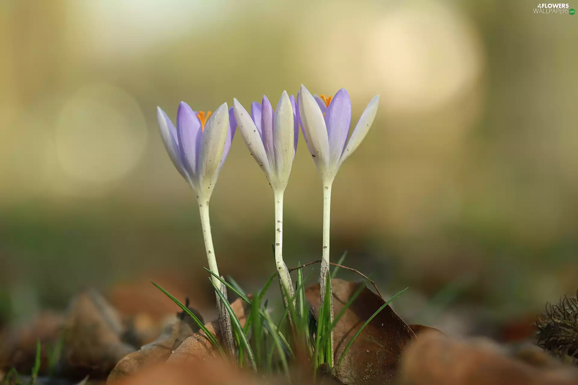 Flowers, Three, crocuses