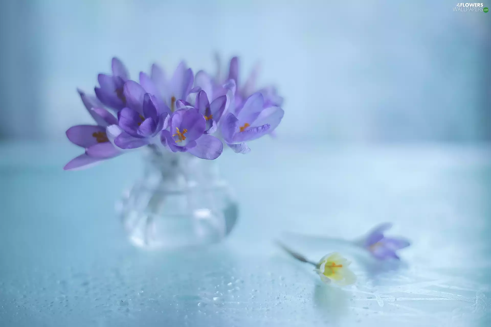 crocuses, glass, vase, Flowers