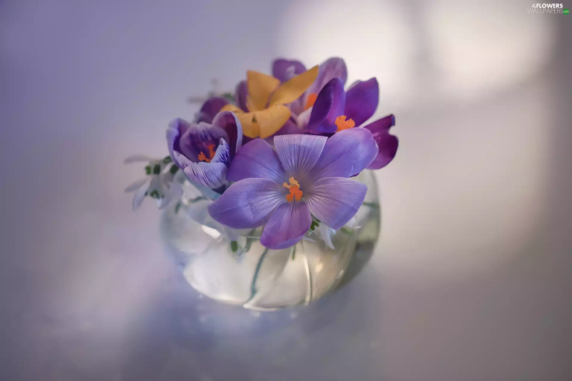 crocuses, Spring, vase, Flowers