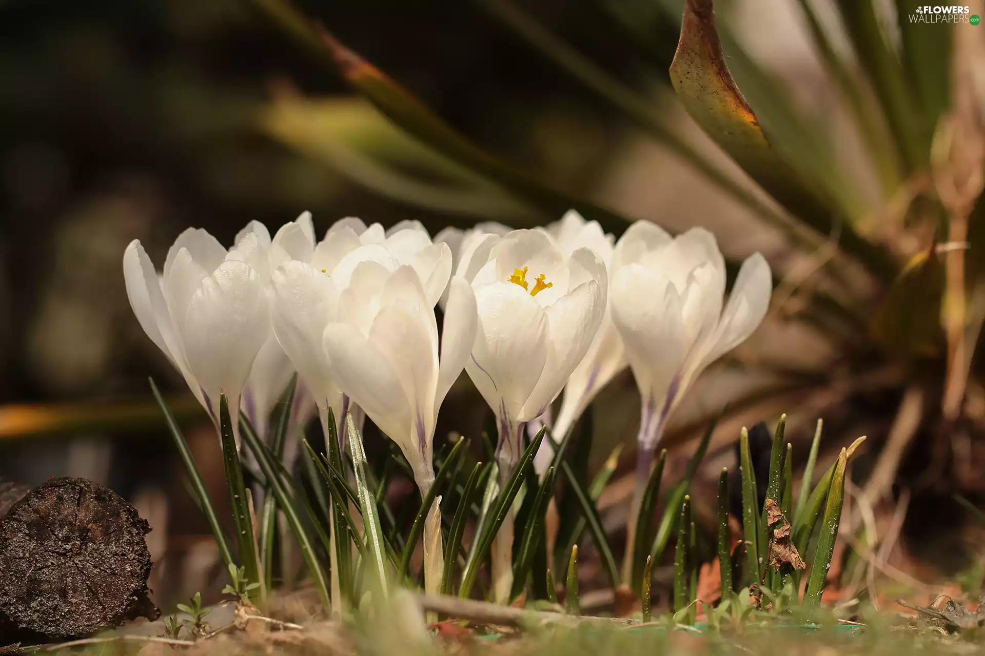 Flowers, White, crocuses