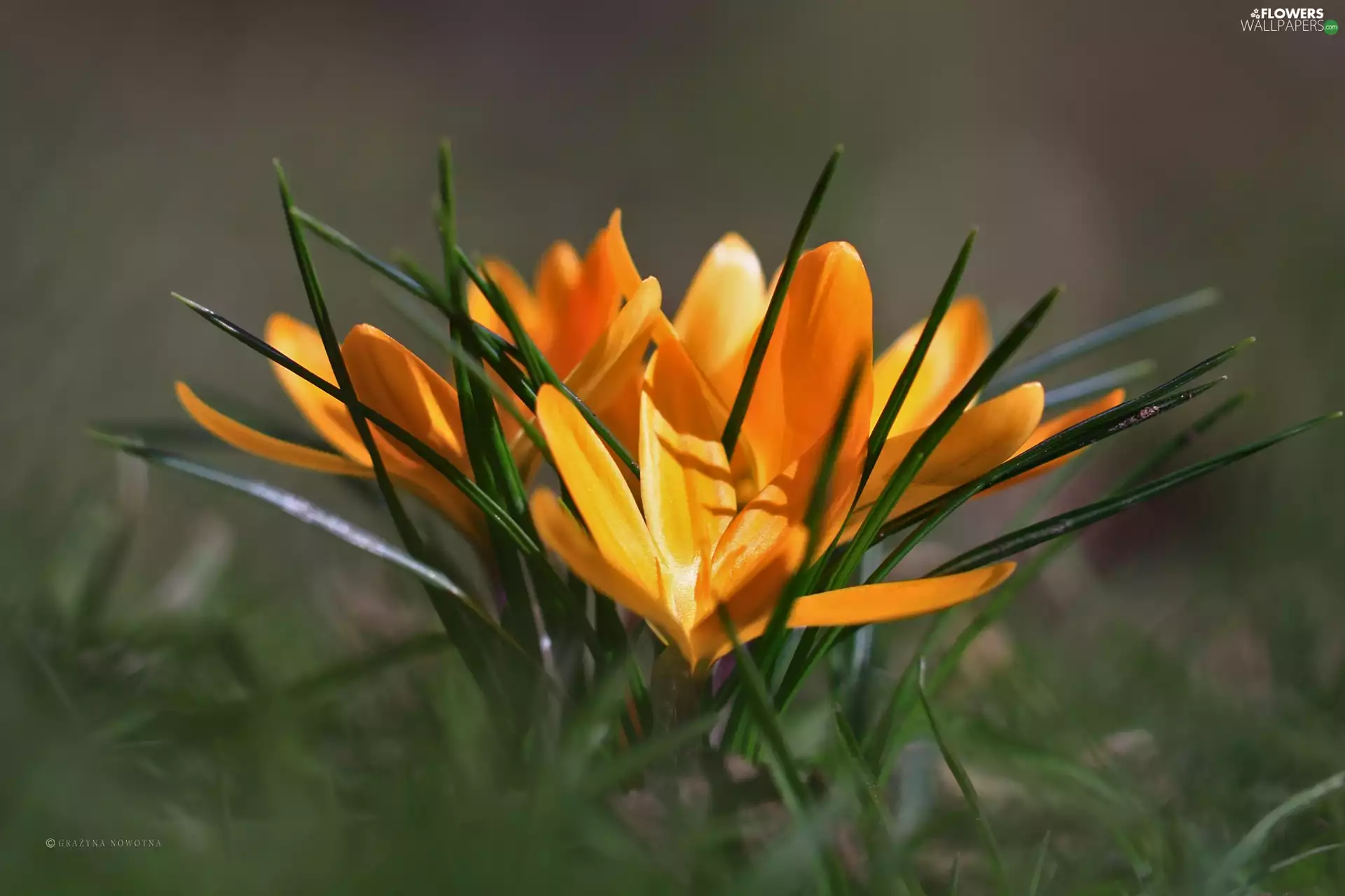 Flowers, Yellow, crocuses