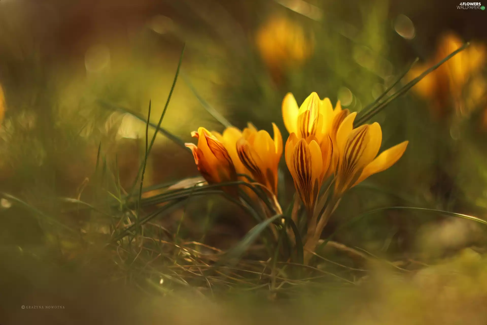 Flowers, Yellow, crocuses