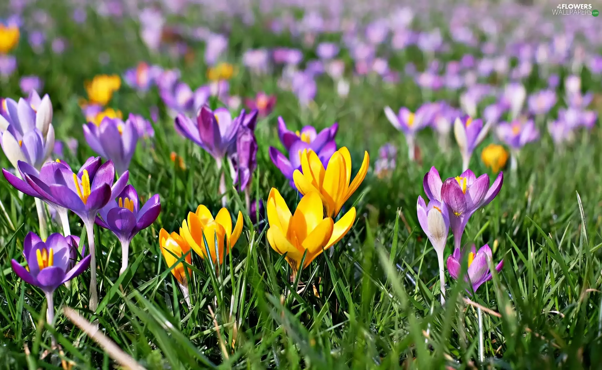 Flowers, crocuses