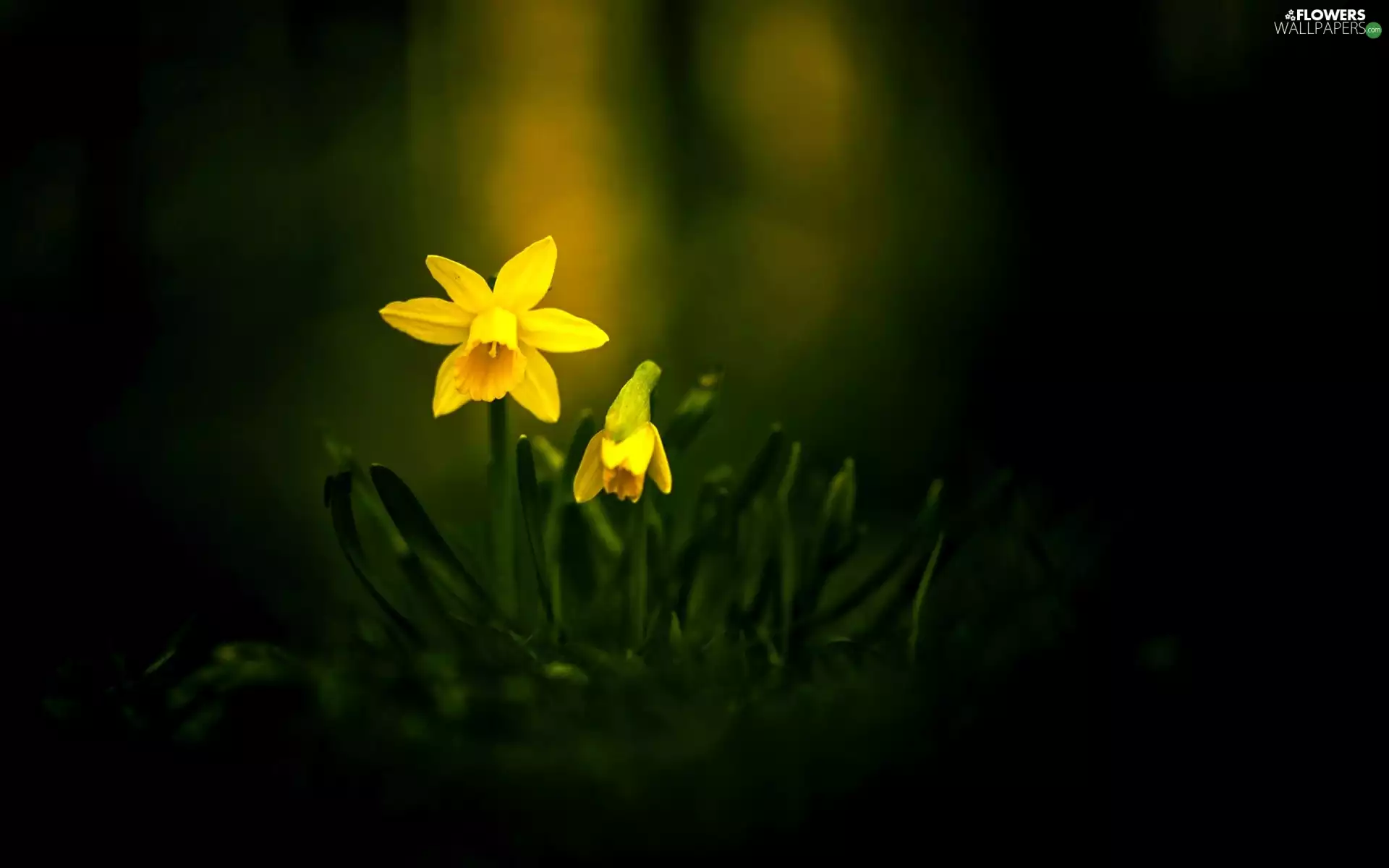 Flowers, Daffodils