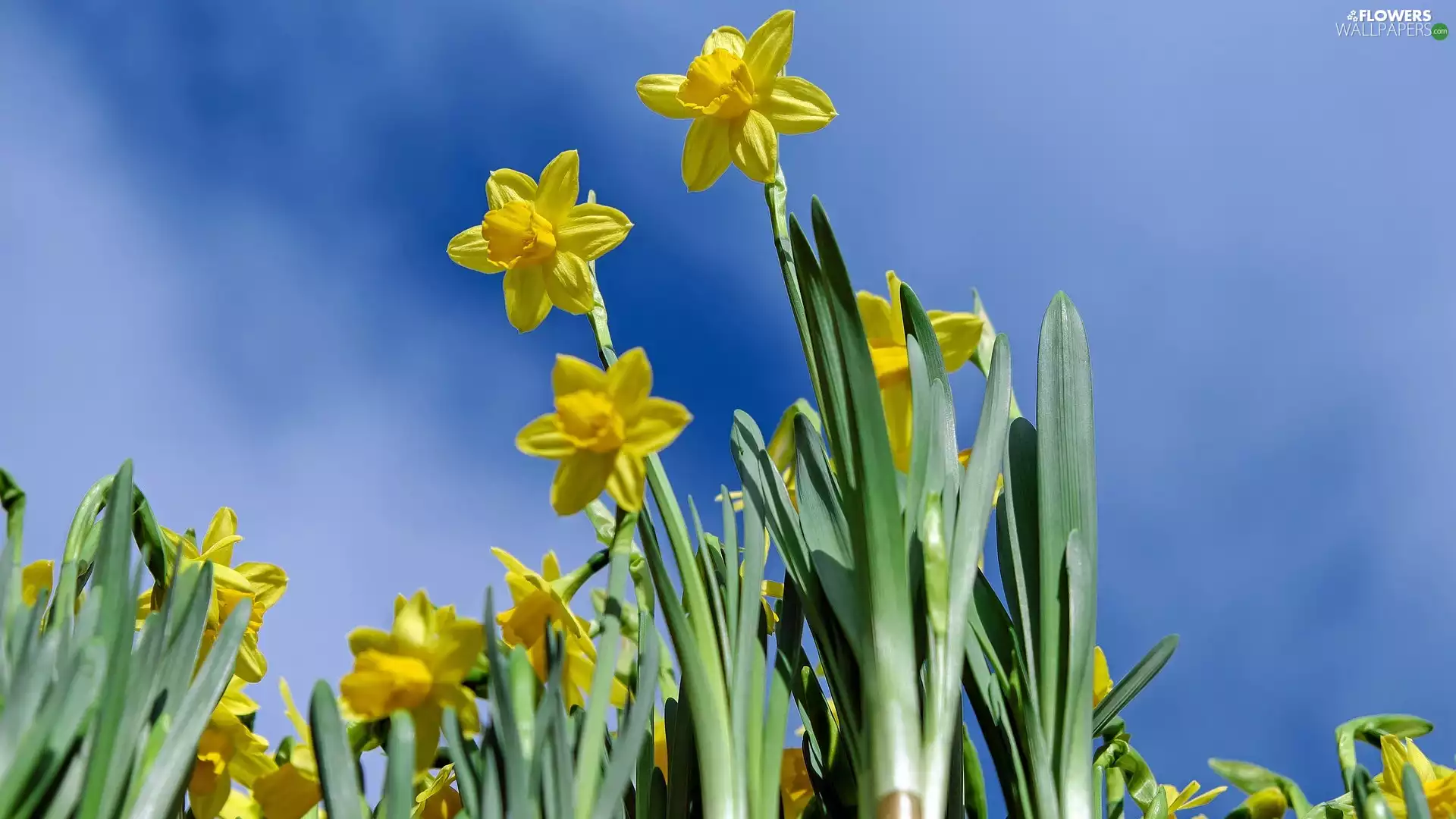 Flowers, Daffodils