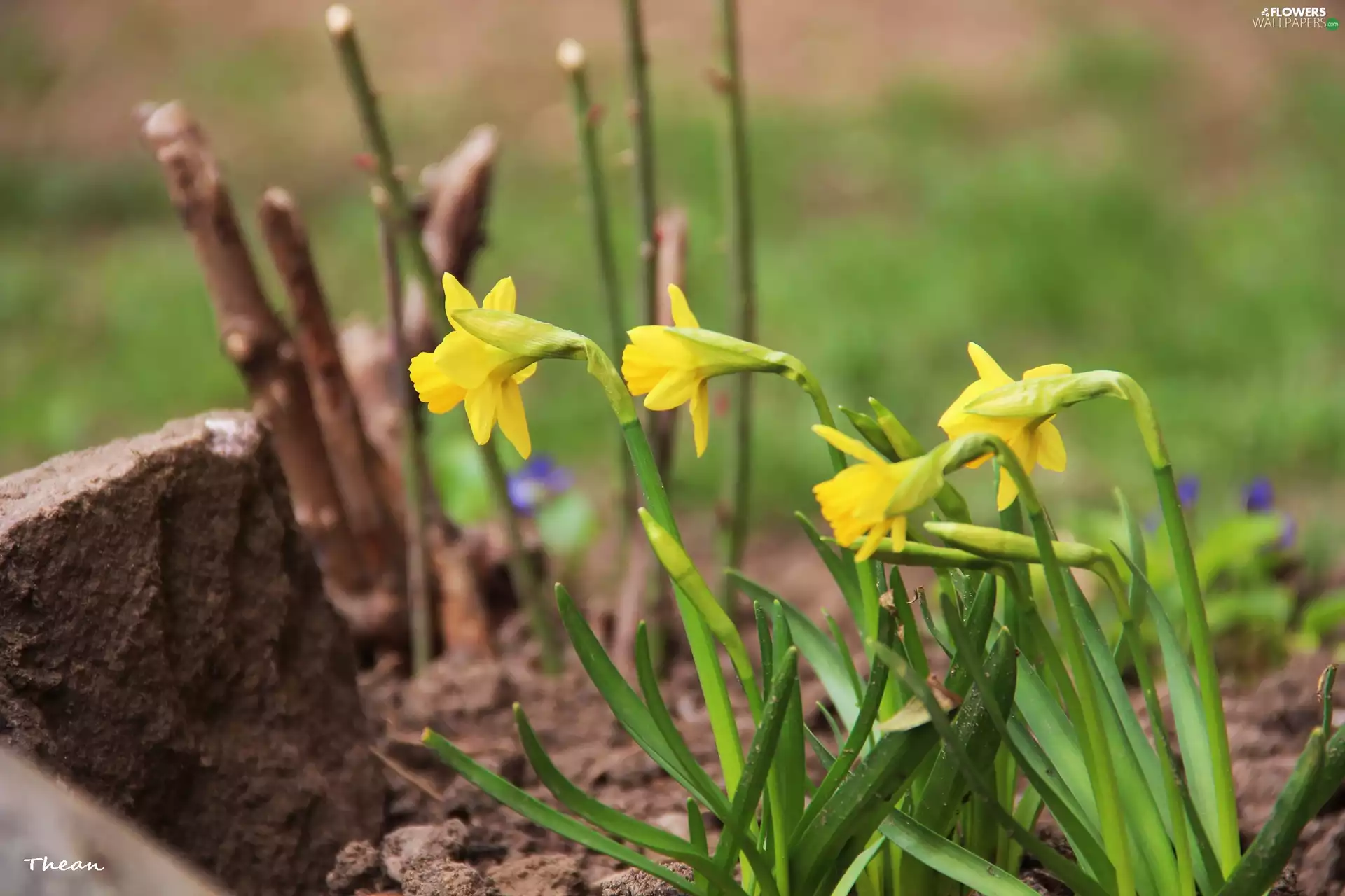 Daffodils, Flowers