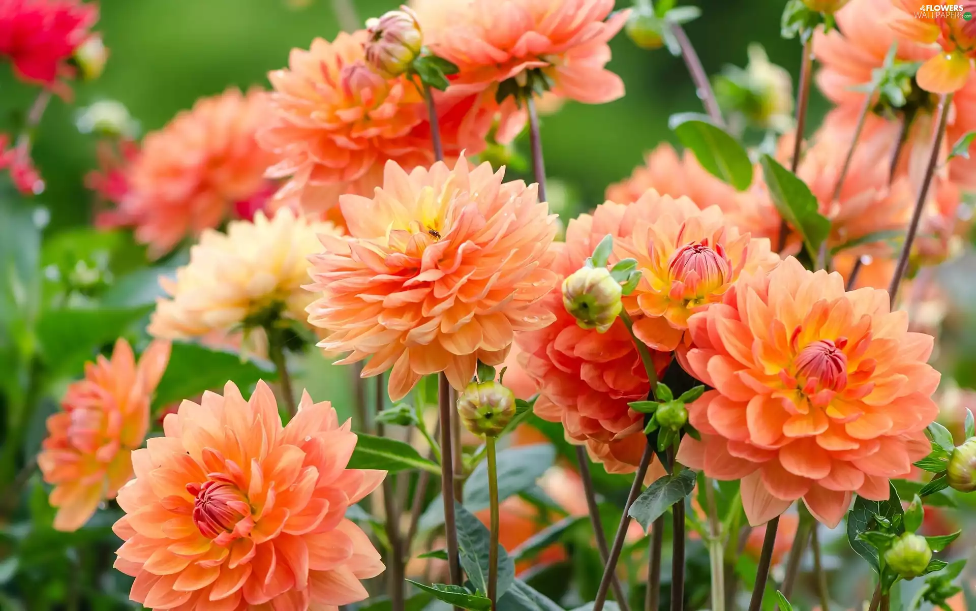 Flowers, dahlias