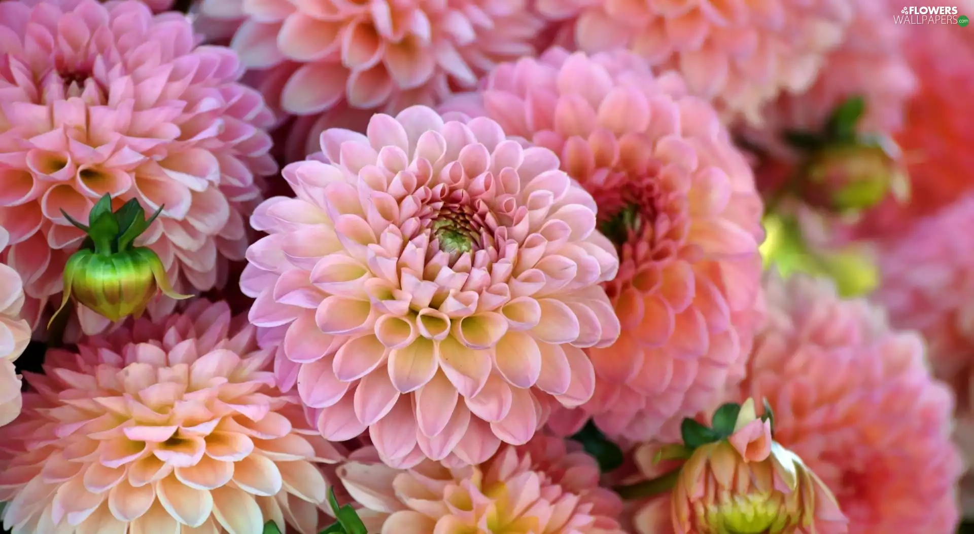 Flowers, dahlias