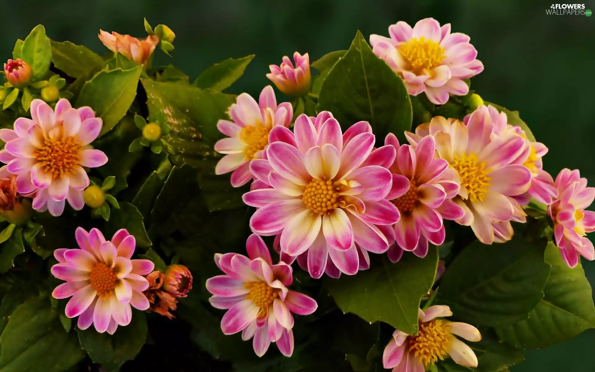 Flowers, dahlias