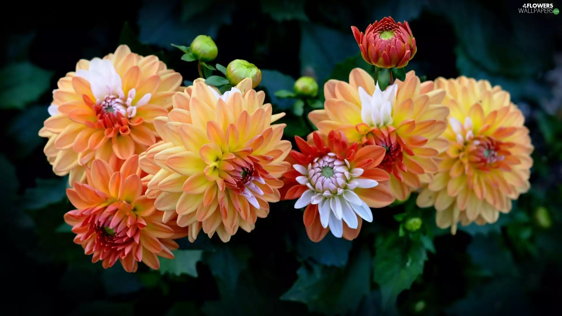 Flowers, dahlias