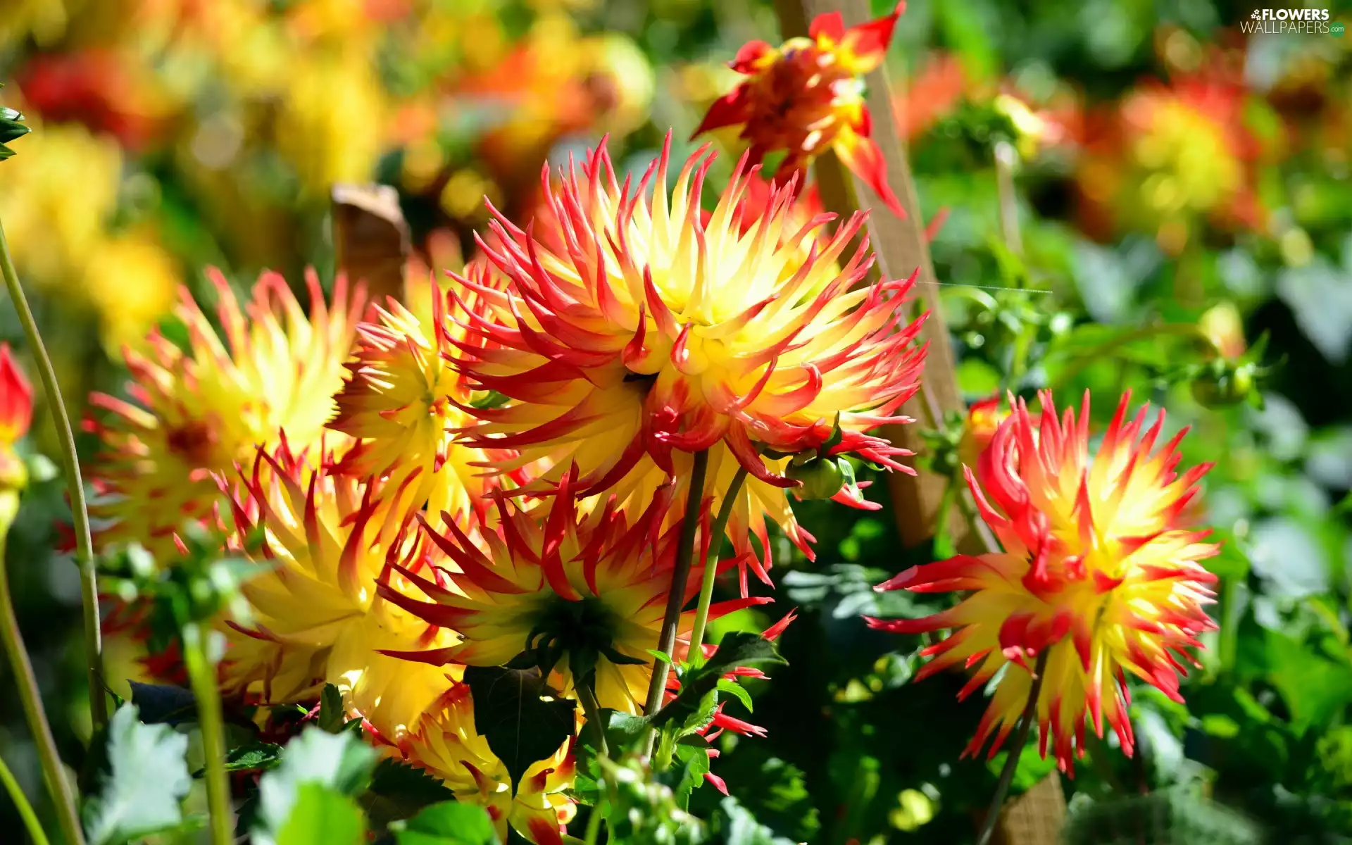 Flowers, dahlias
