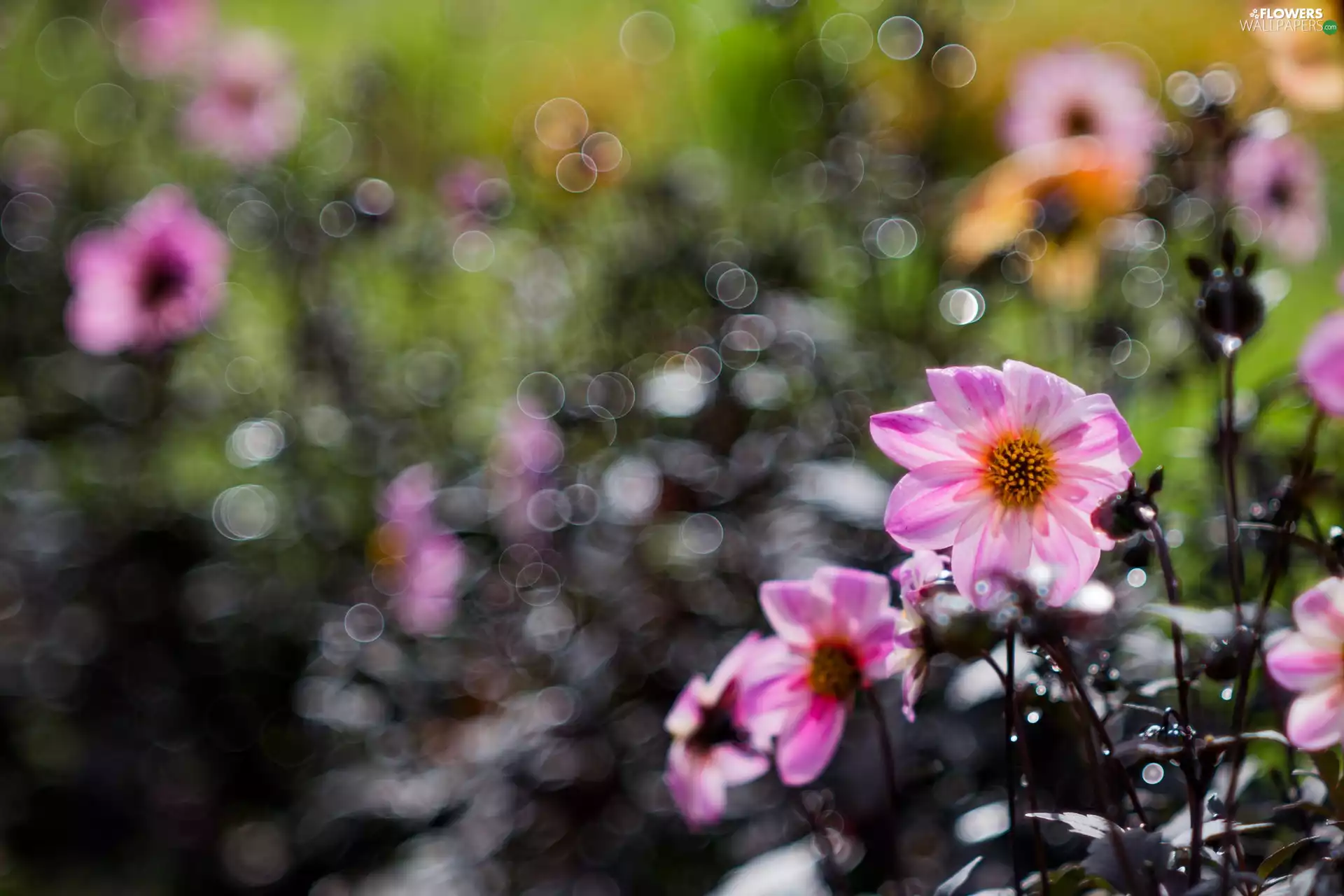 Flowers, dahlias
