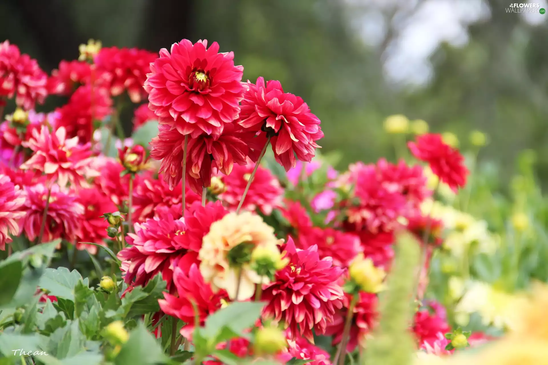 dahlias, Flowers