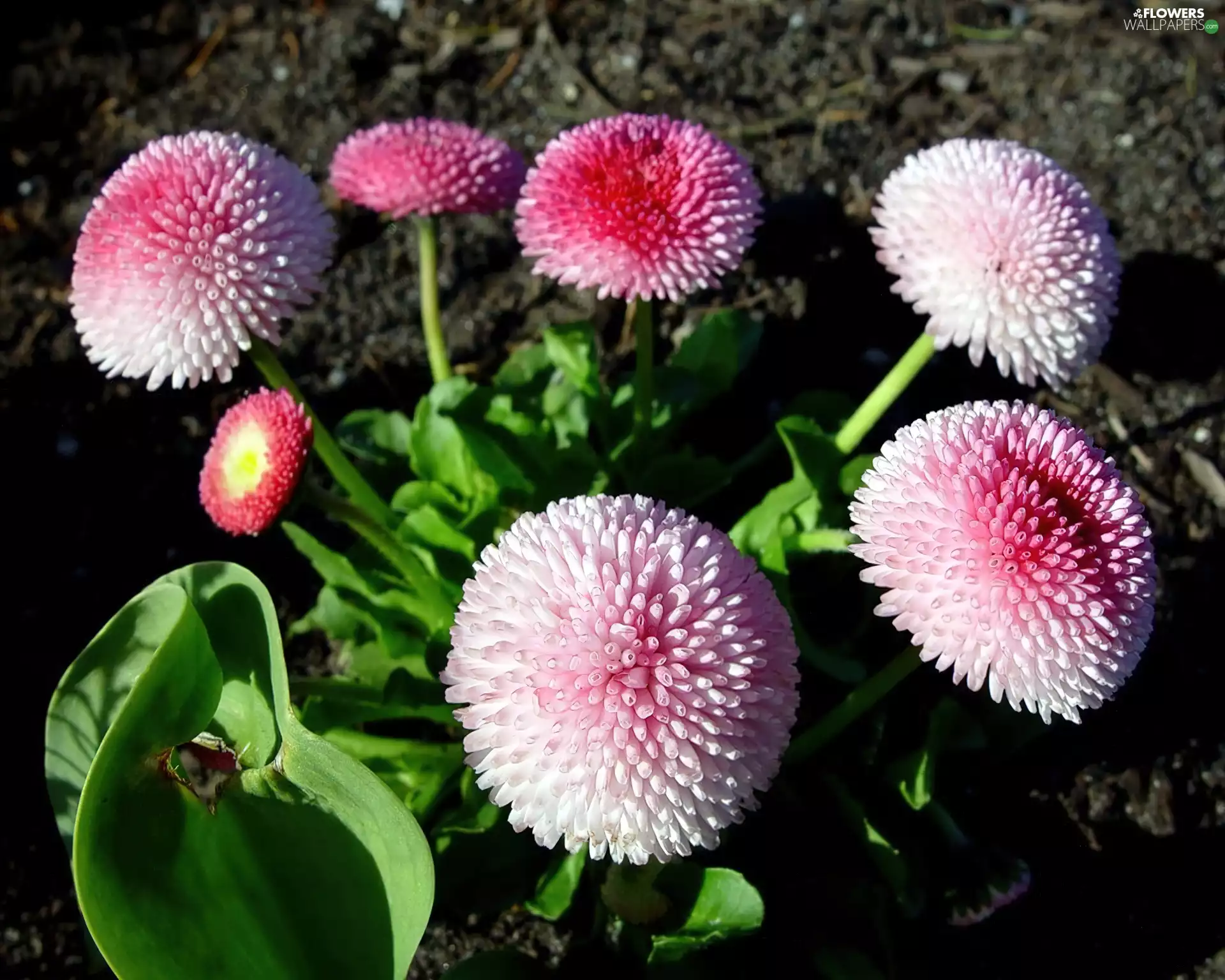 Flowers, daisies
