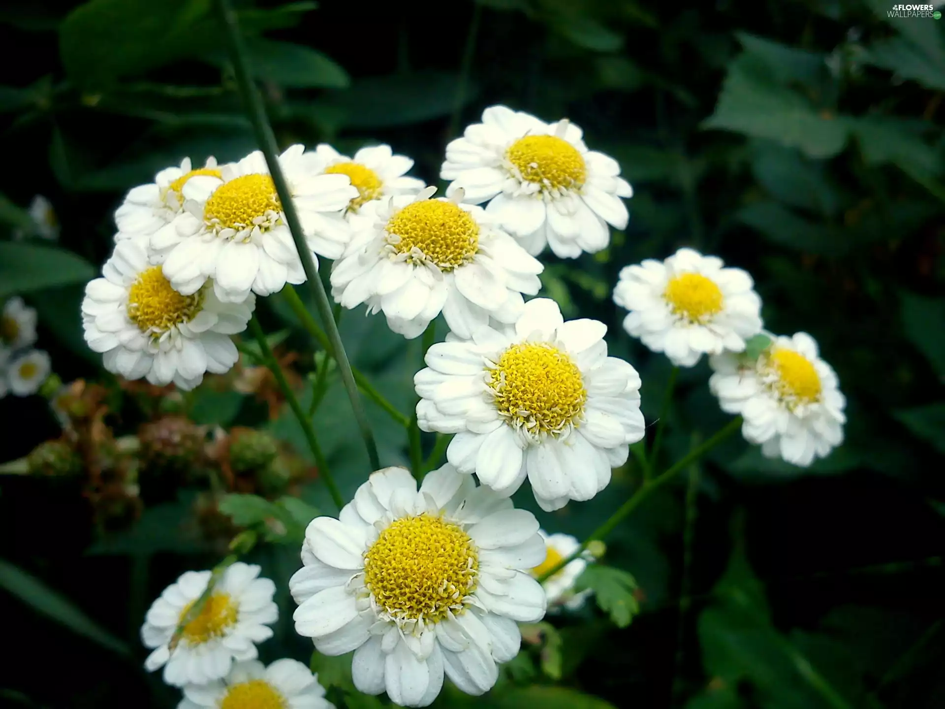 Flowers, daisies