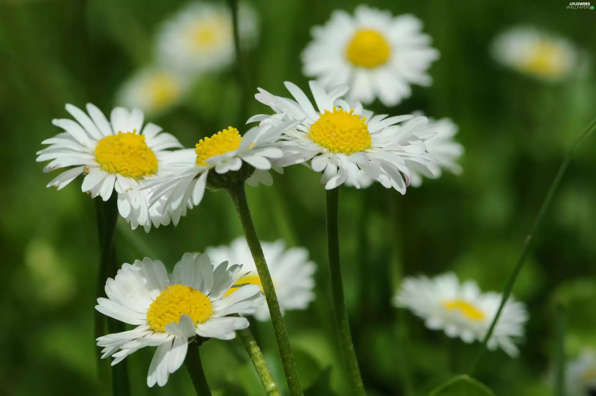 Flowers, daisies