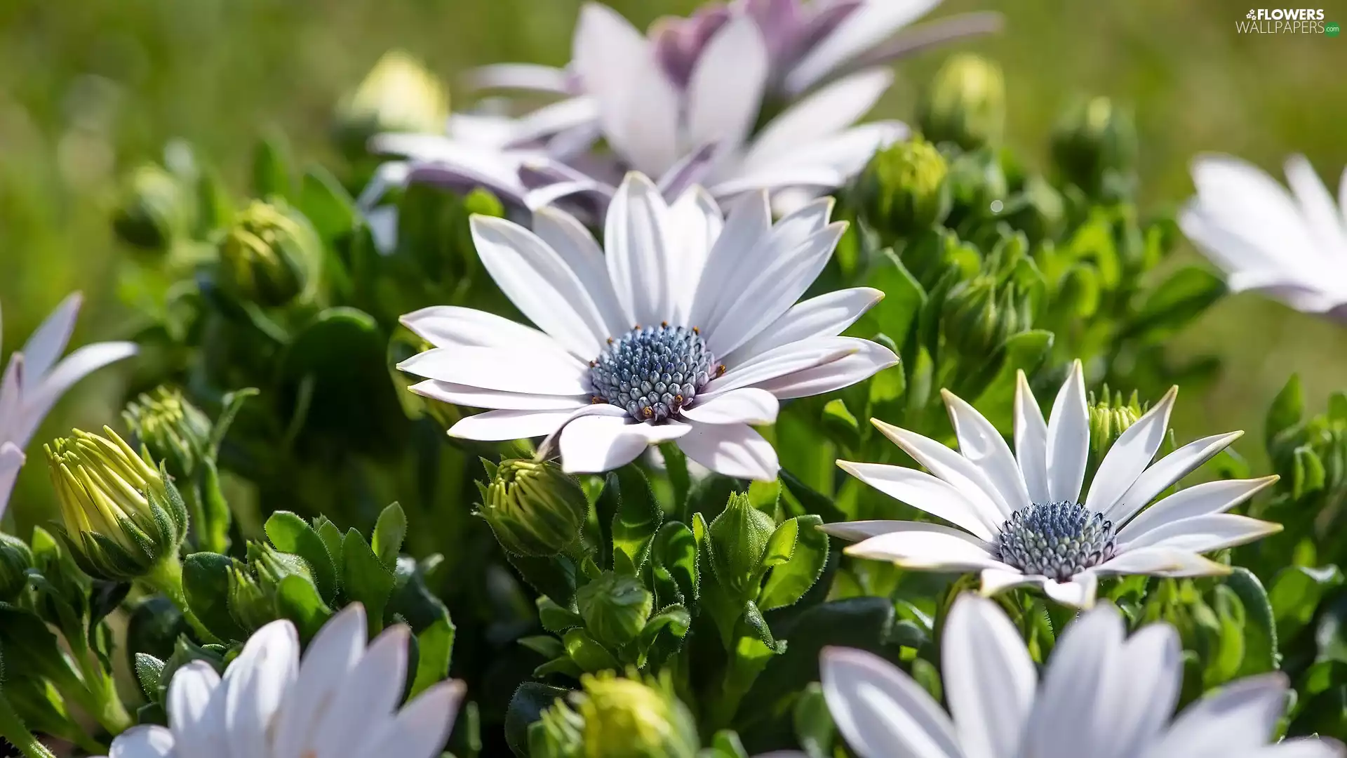 Flowers, African Daisies